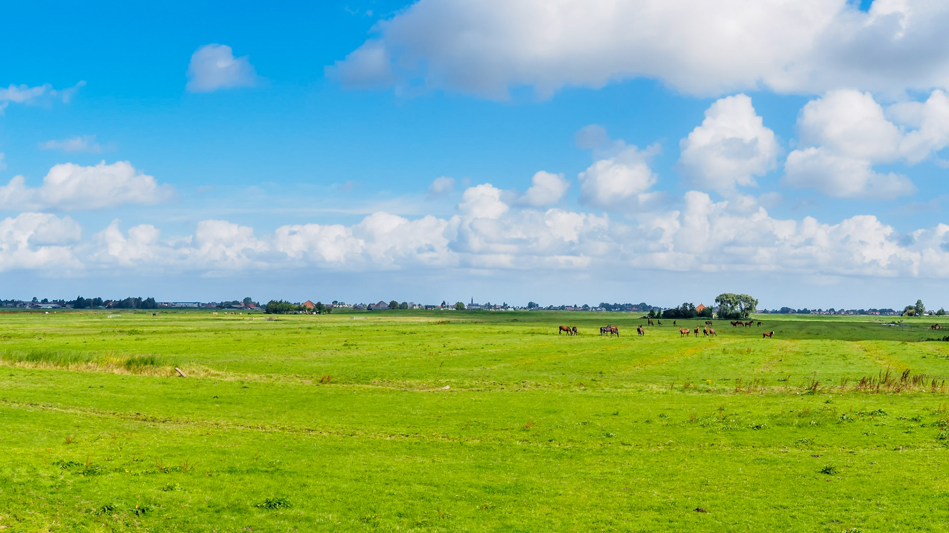 Troop of brown horses on a bright green pasture