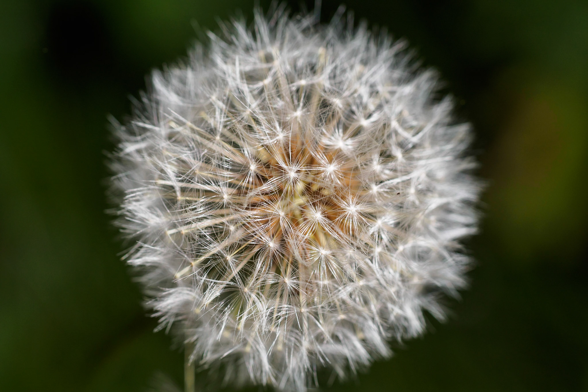 High angle view on Dandelion head