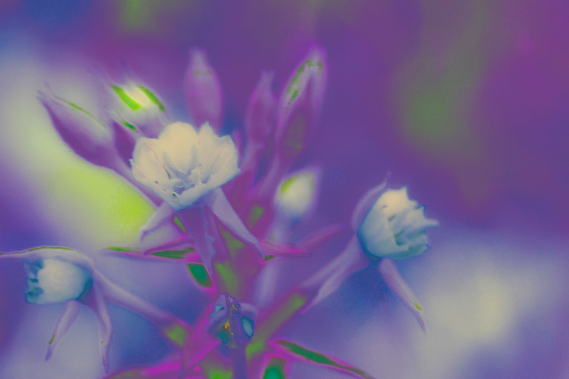 Abstract purple-hued close-up of flower heads