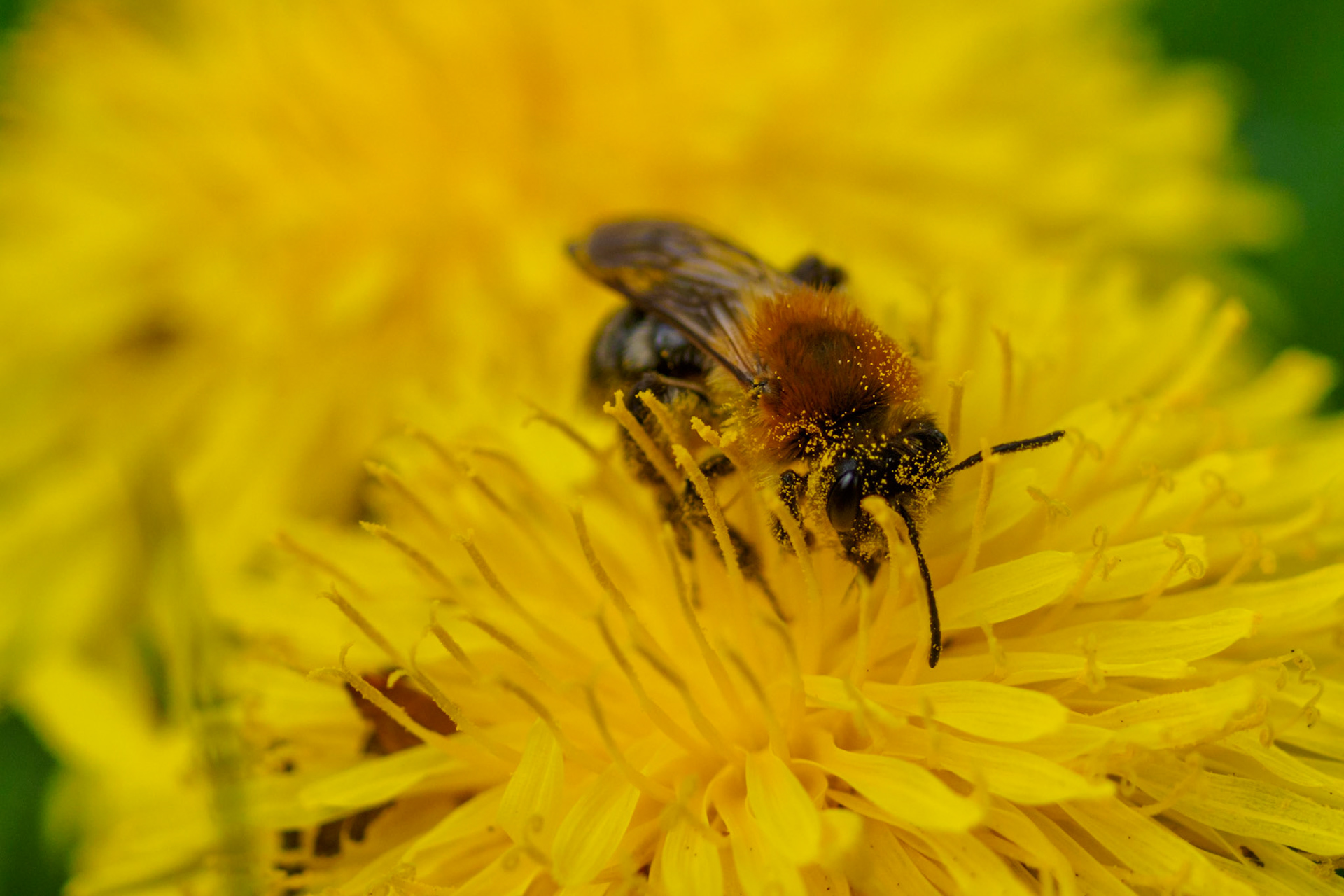 Honeybee working dandelion