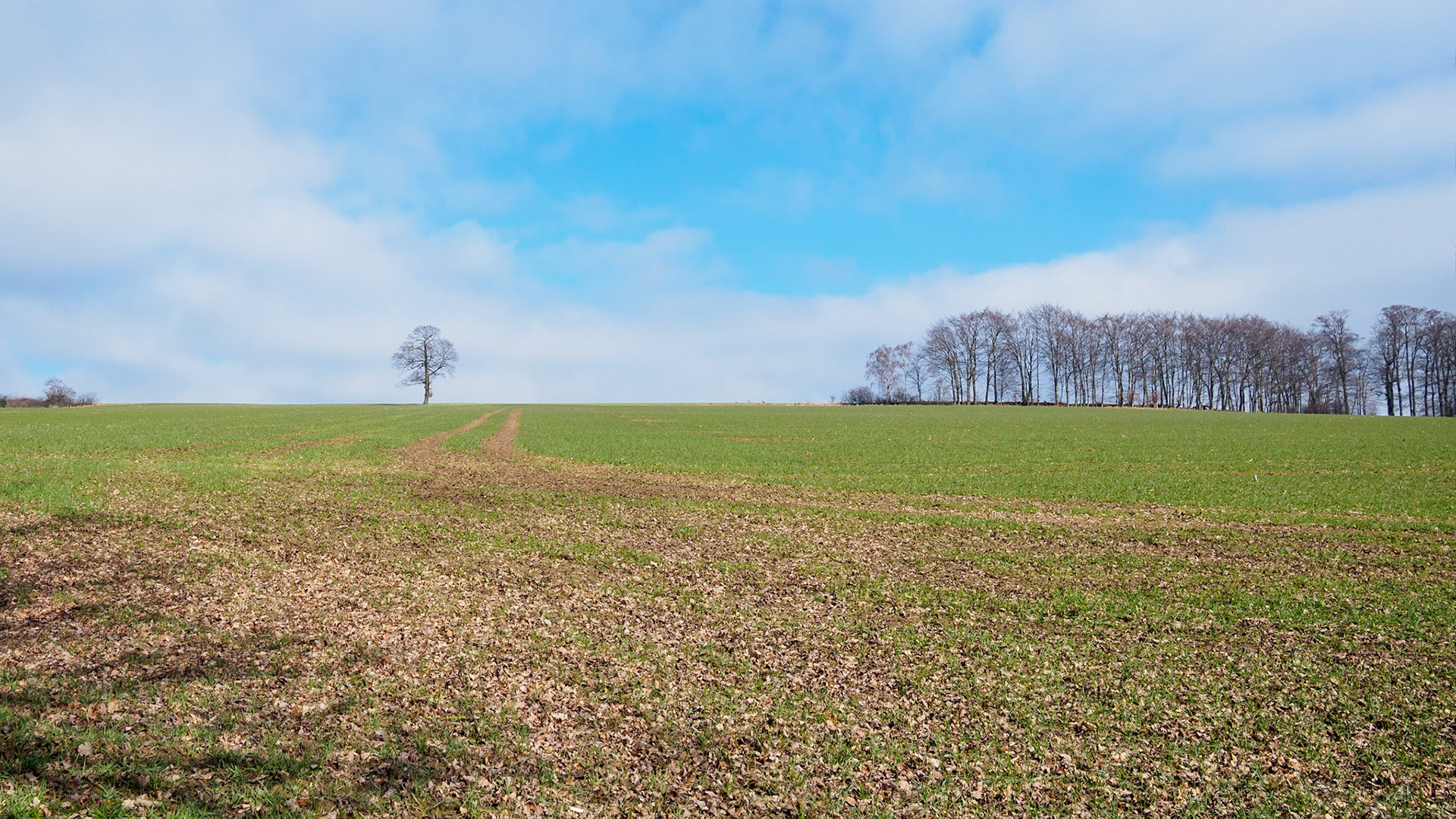 Up on the hill, breaking the horizon, one tree stands alone from the pack