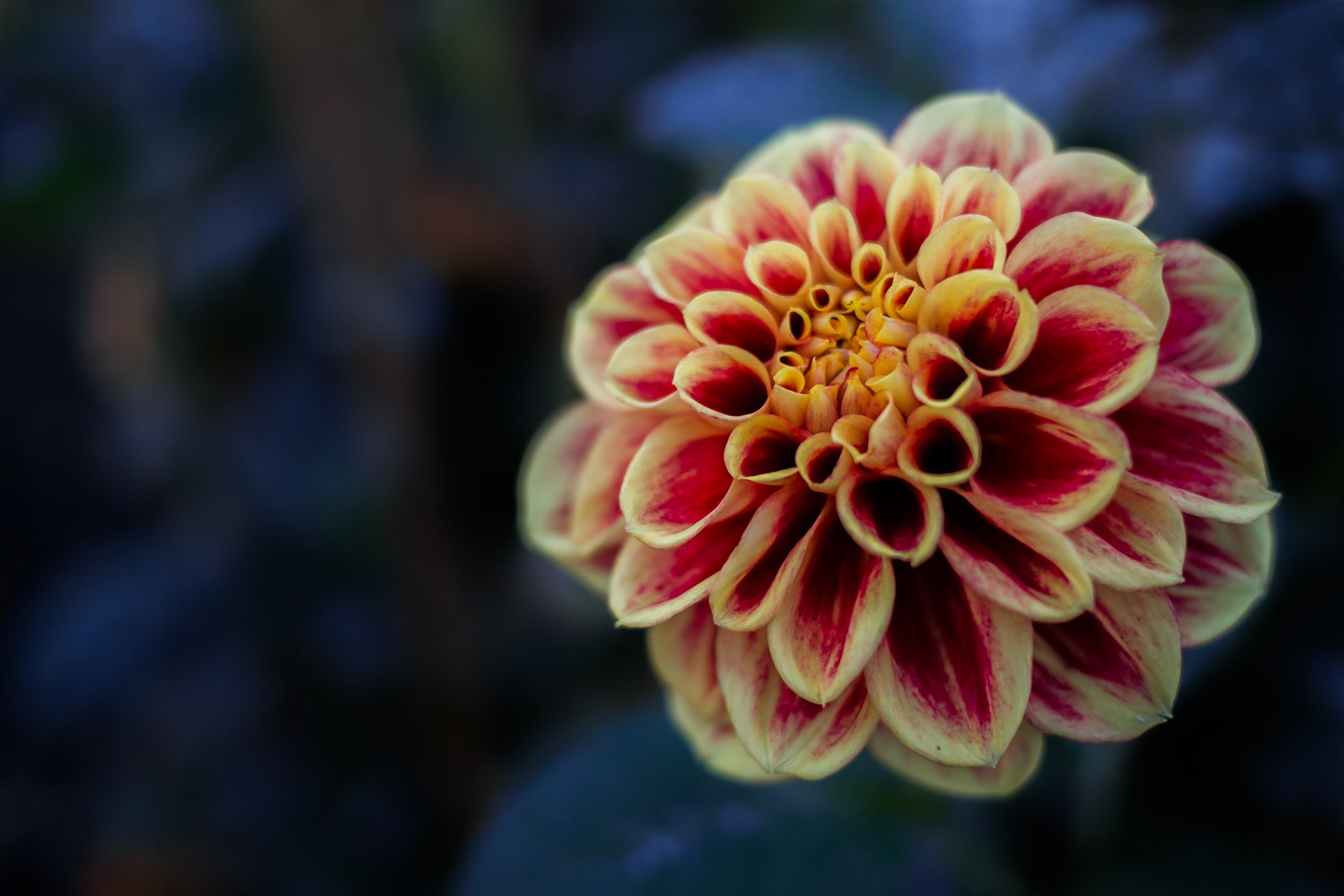 Dahlia II