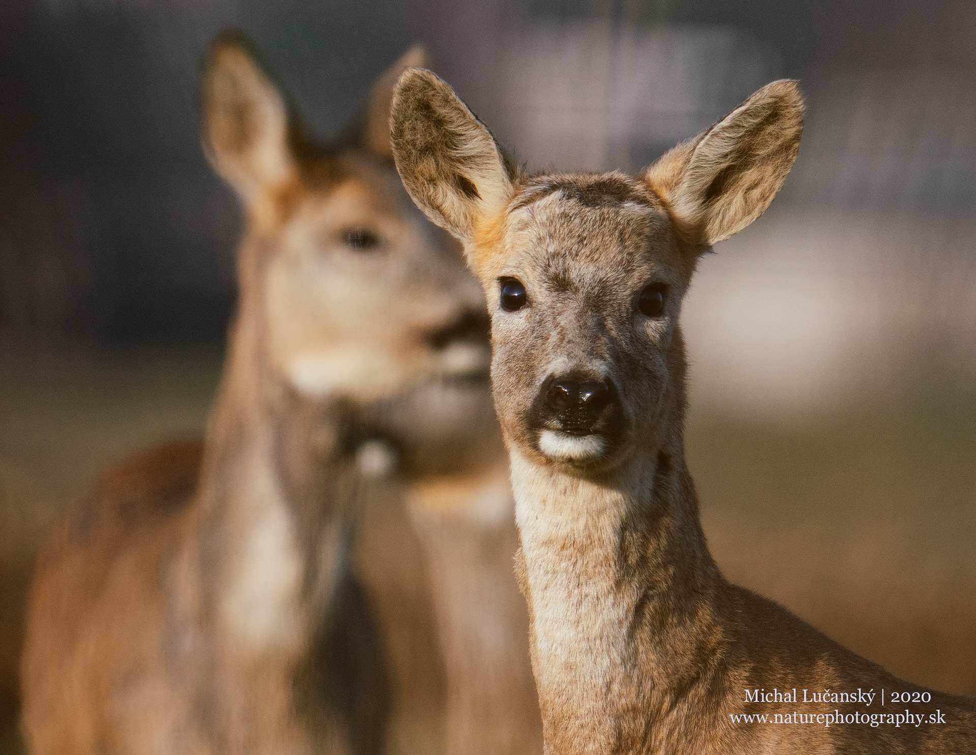 Sony A7R II + Sony FE-200-600mm f/5.6-6.3 G OOS