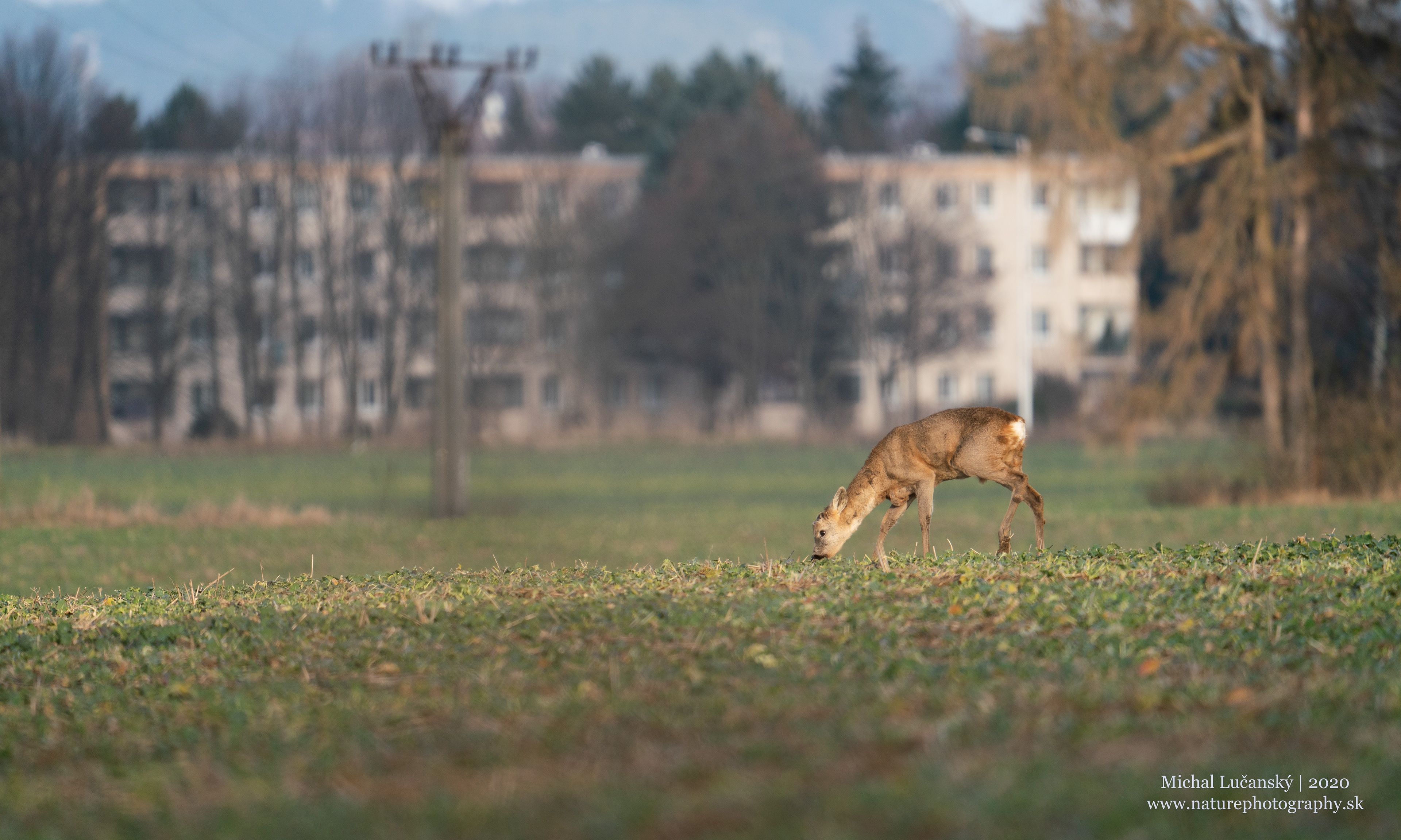 Sony A7R II + Sony FE-200-600mm f/5.6-6.3 G OOS
