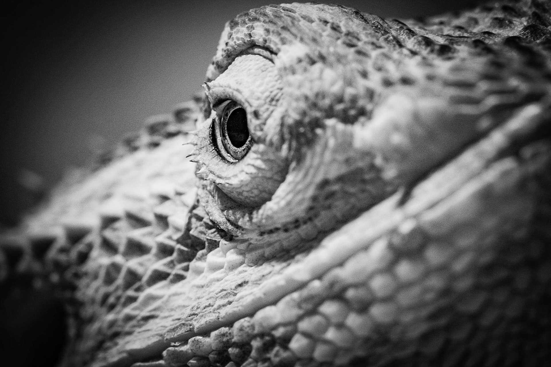 Pogona Eye