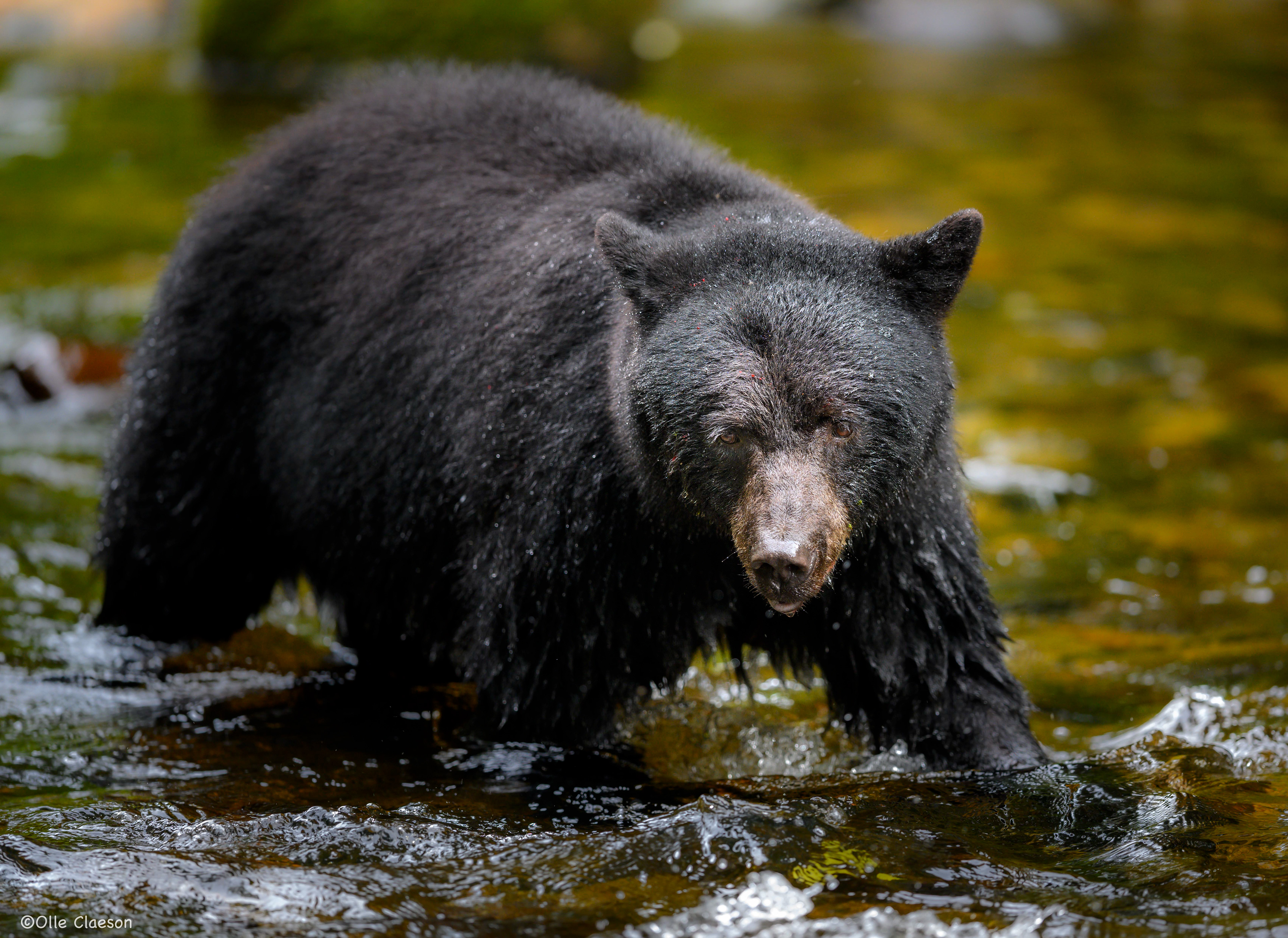 Olle Claeson The Great Bear Rainforest British Columbia, Canada