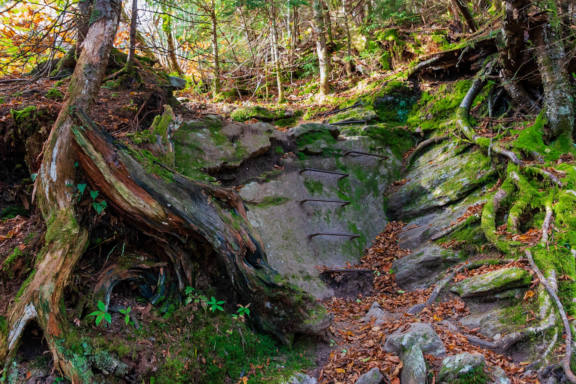 Long Trail