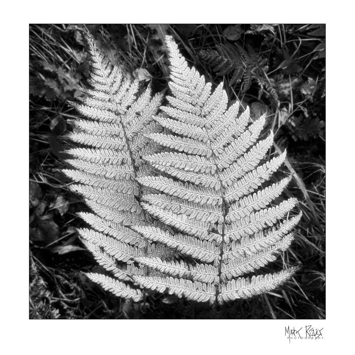 Intimate landscapes