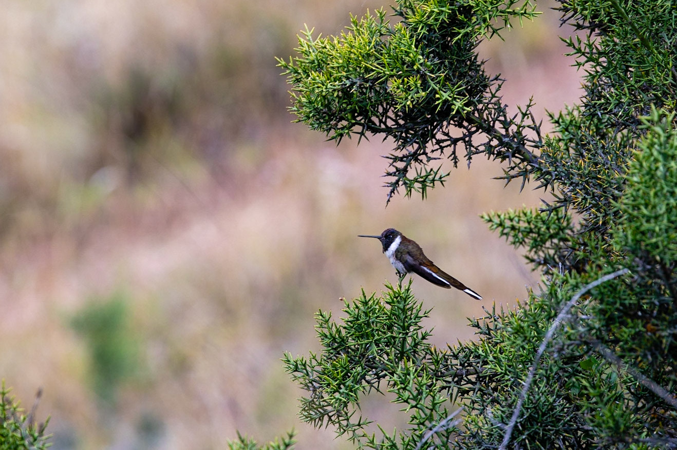 COlibri