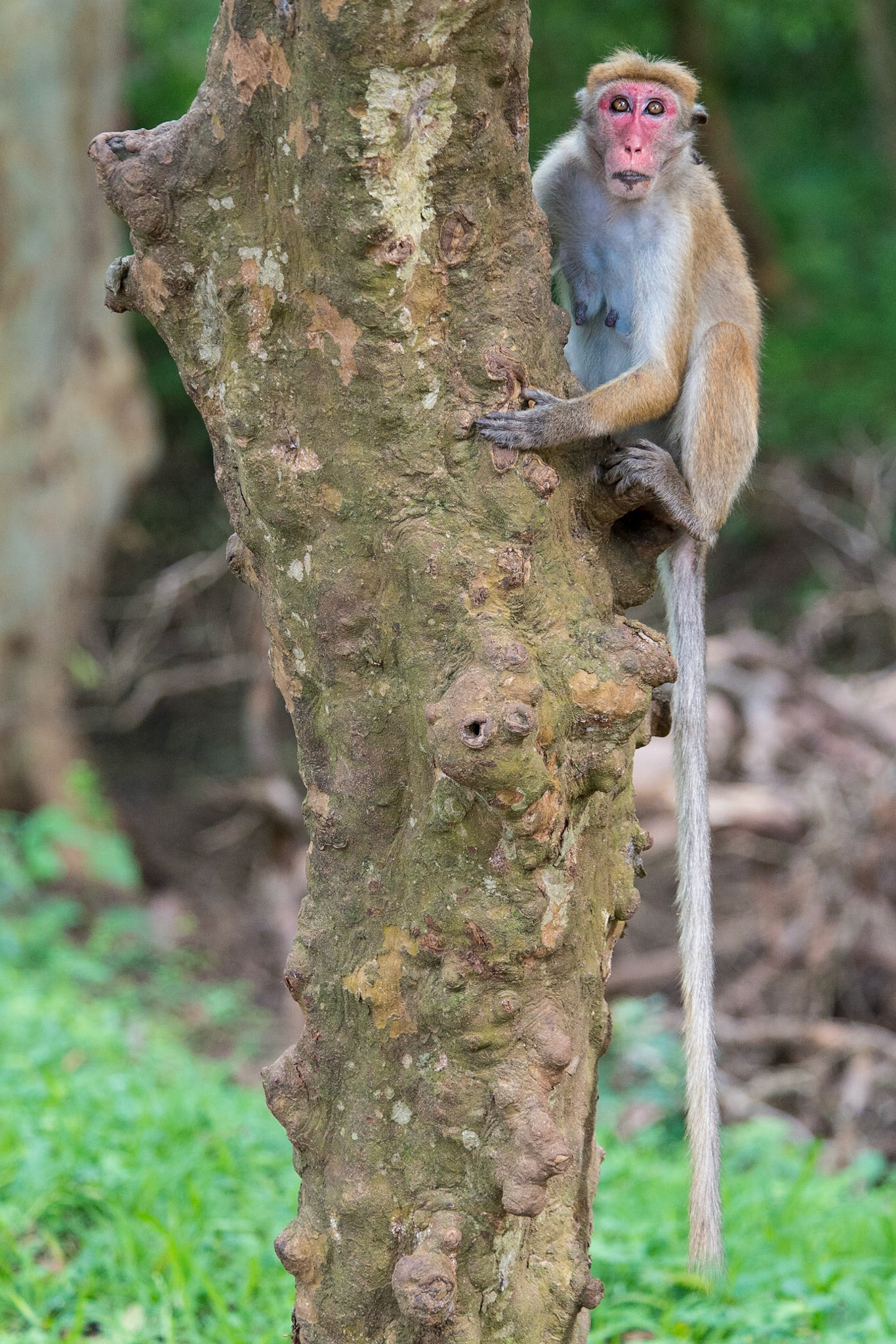 Sri Lanka, Yala National Park
