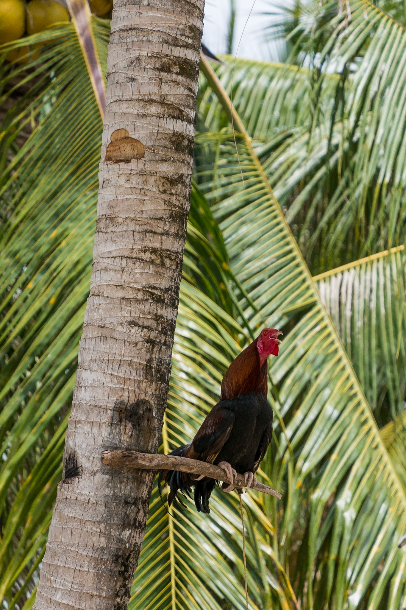 The Philippines, Siquijor Island