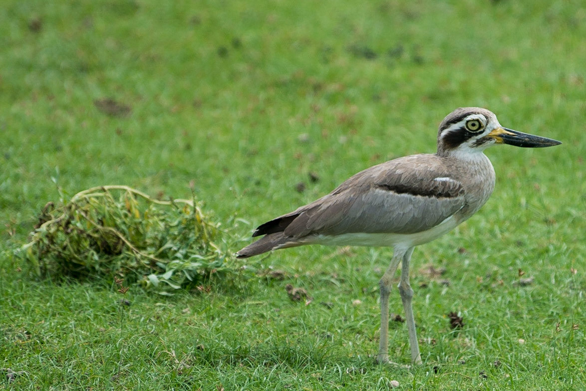 Sri Lanka, Bandala National Park
