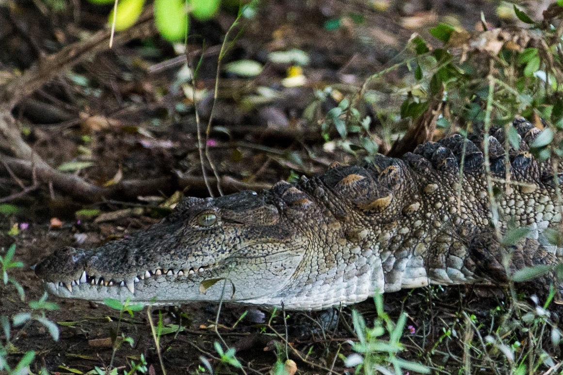 Sri Lanka, Bandala National Park