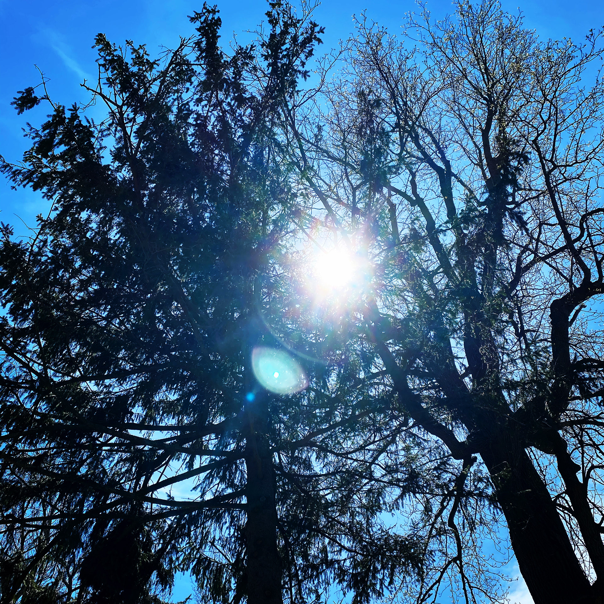 The Sun Peaking from Behind the Trees