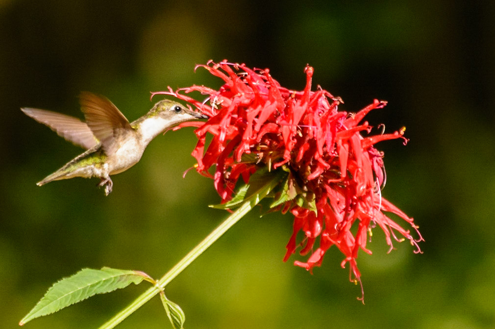 Ruby Throated Hummingbird