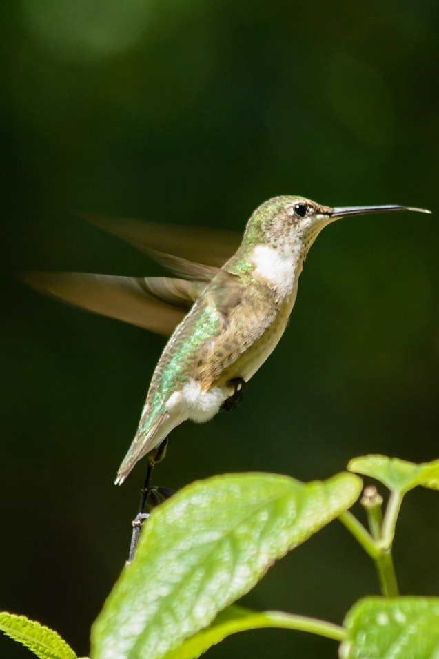 Ruby Throated Hummingbird