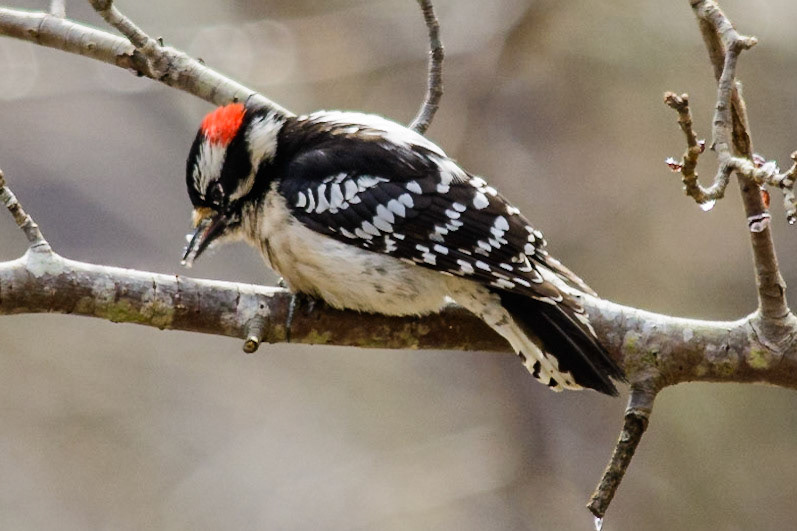 Downy Woodpecker