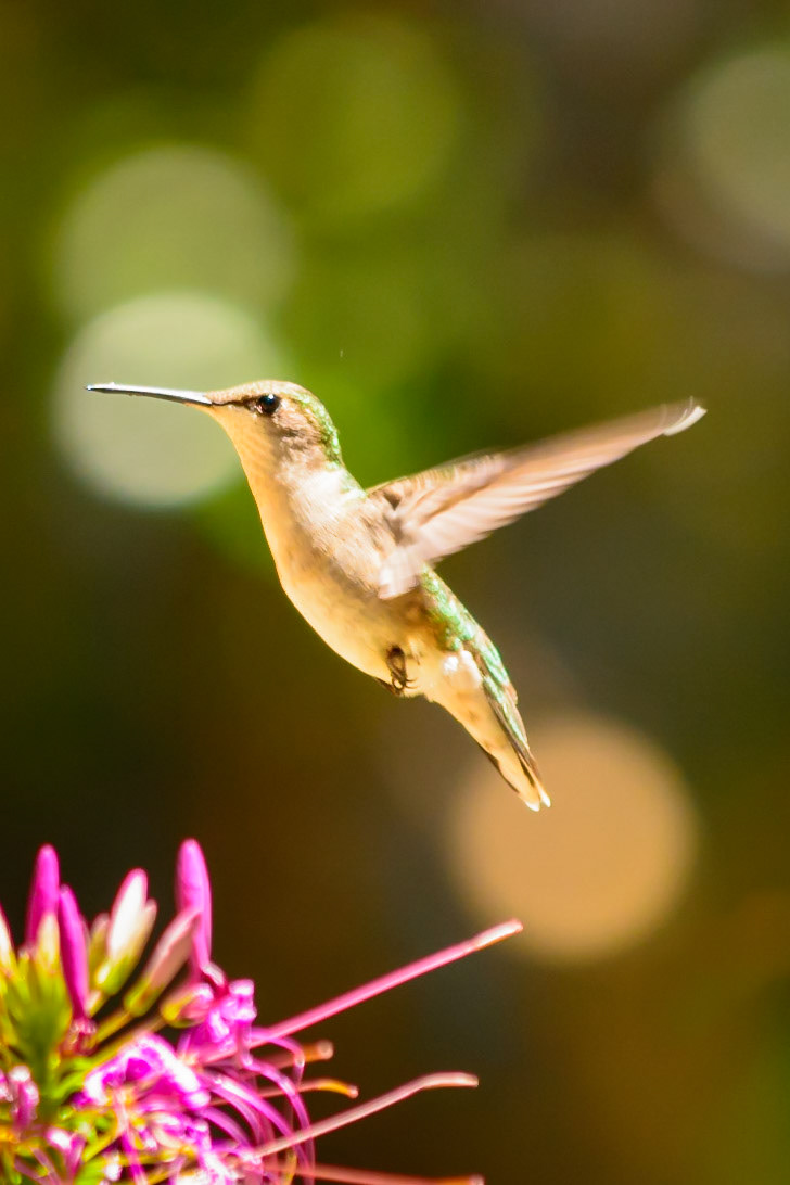 Ruby Throated Hummingbird
