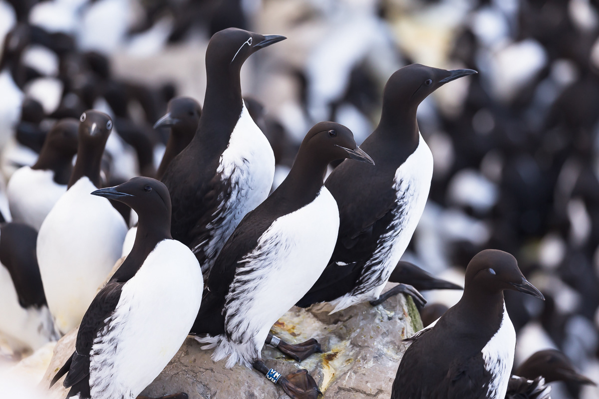 Guillemots/Lomvier, Hornøya