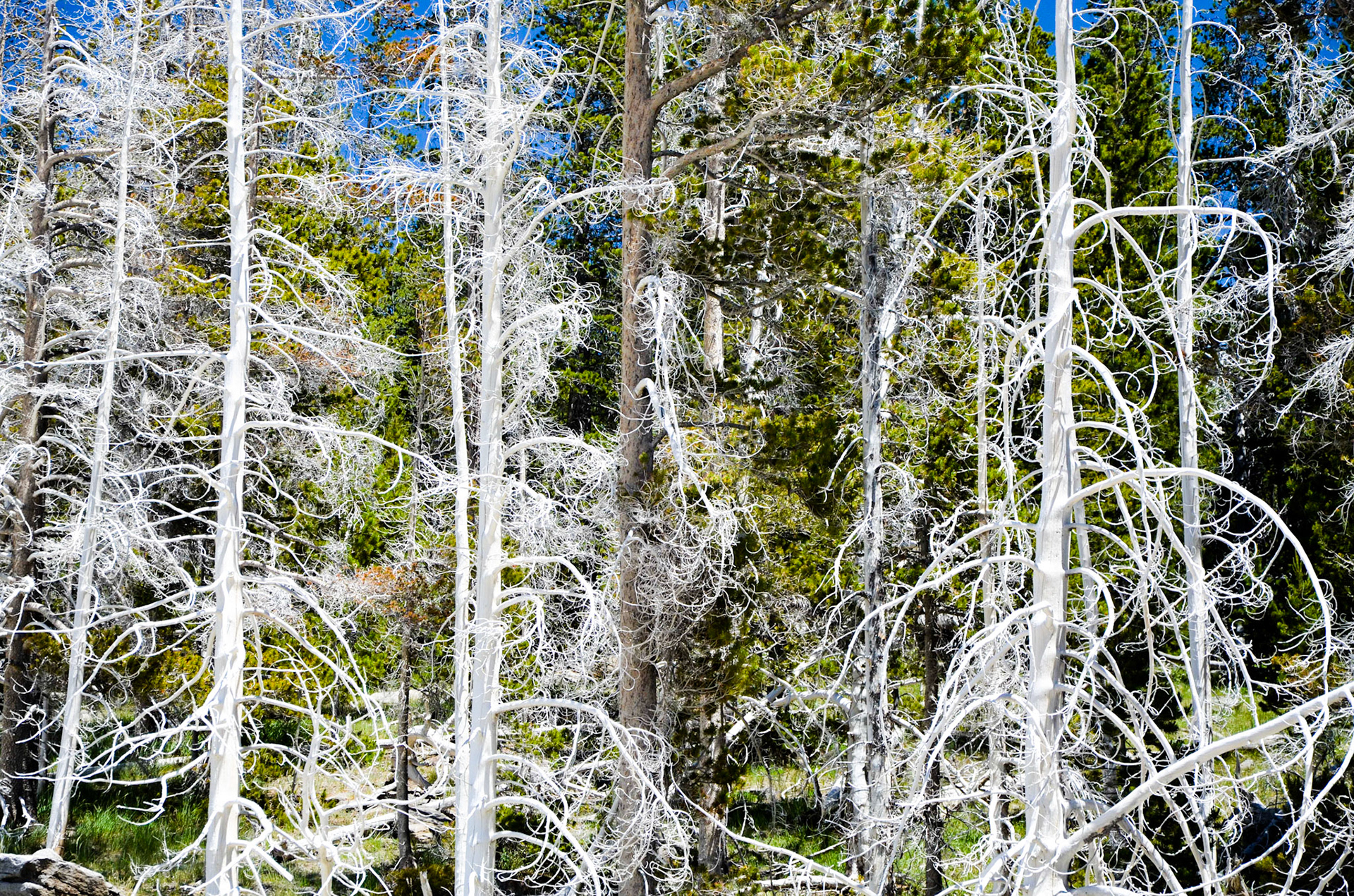 Trees bleached white in Upper Geyser Basin, Old Faithful, Yellowstone National Park, Wyoming