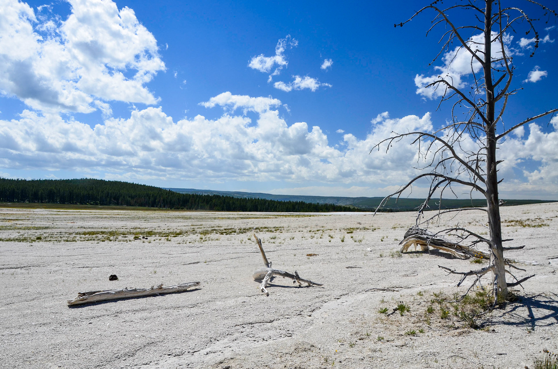 Dead trees in Lower Geyser Basin taken from the Fountain Paintpots Trail