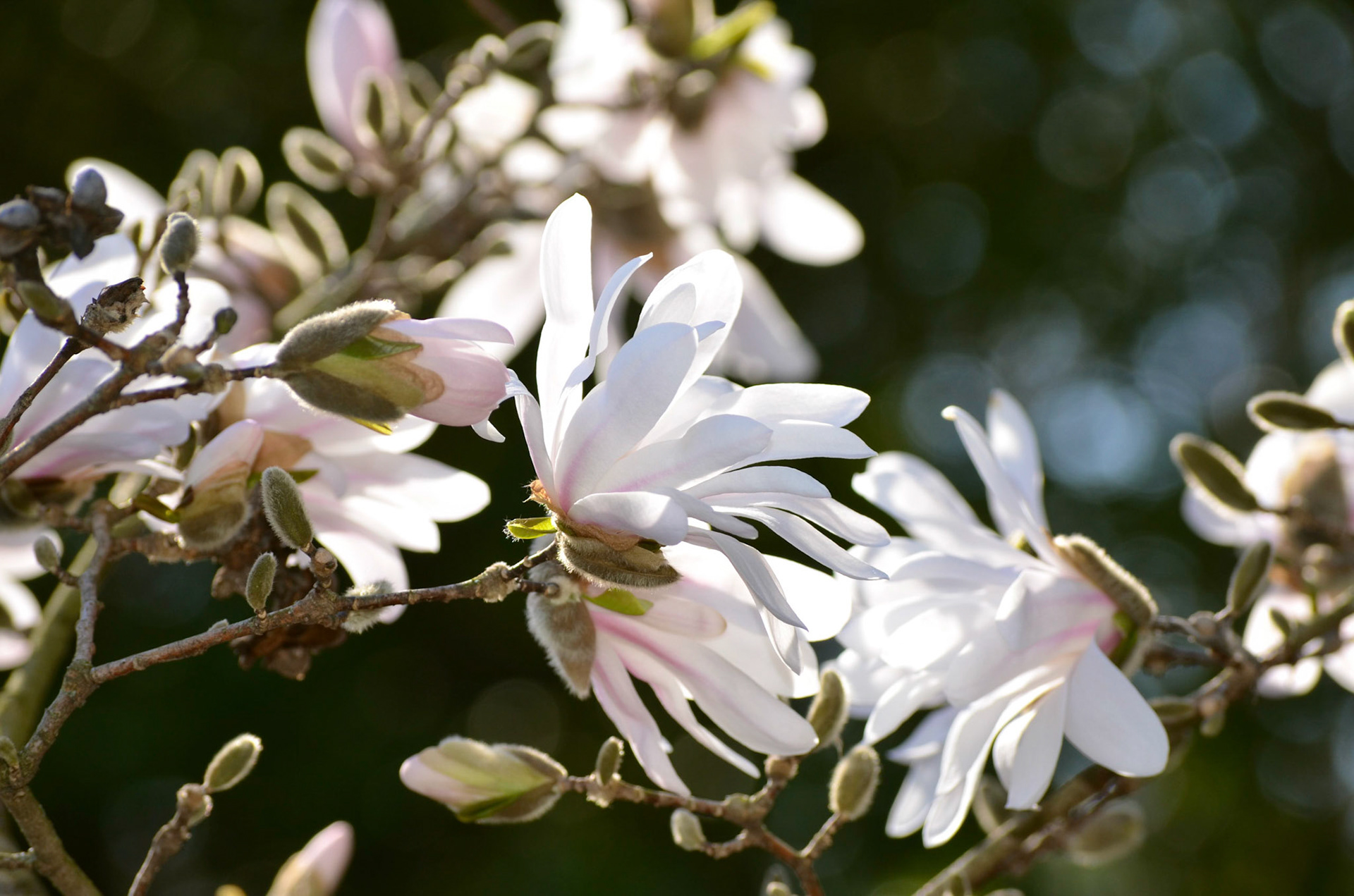 Magnolia Blossom in Reeves-Reed Arboretum, Summit NJ