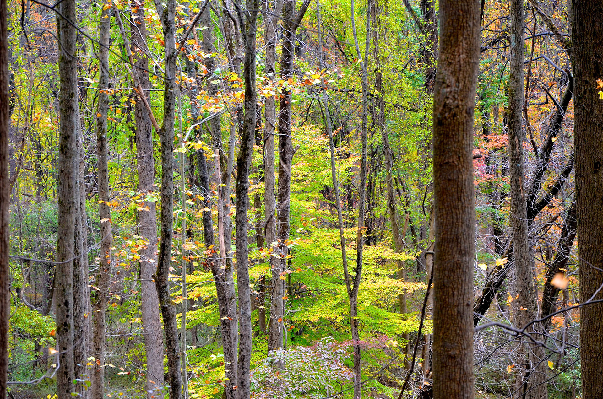 Trees in fall colors in Jockey Hollow, near Morristown NJ