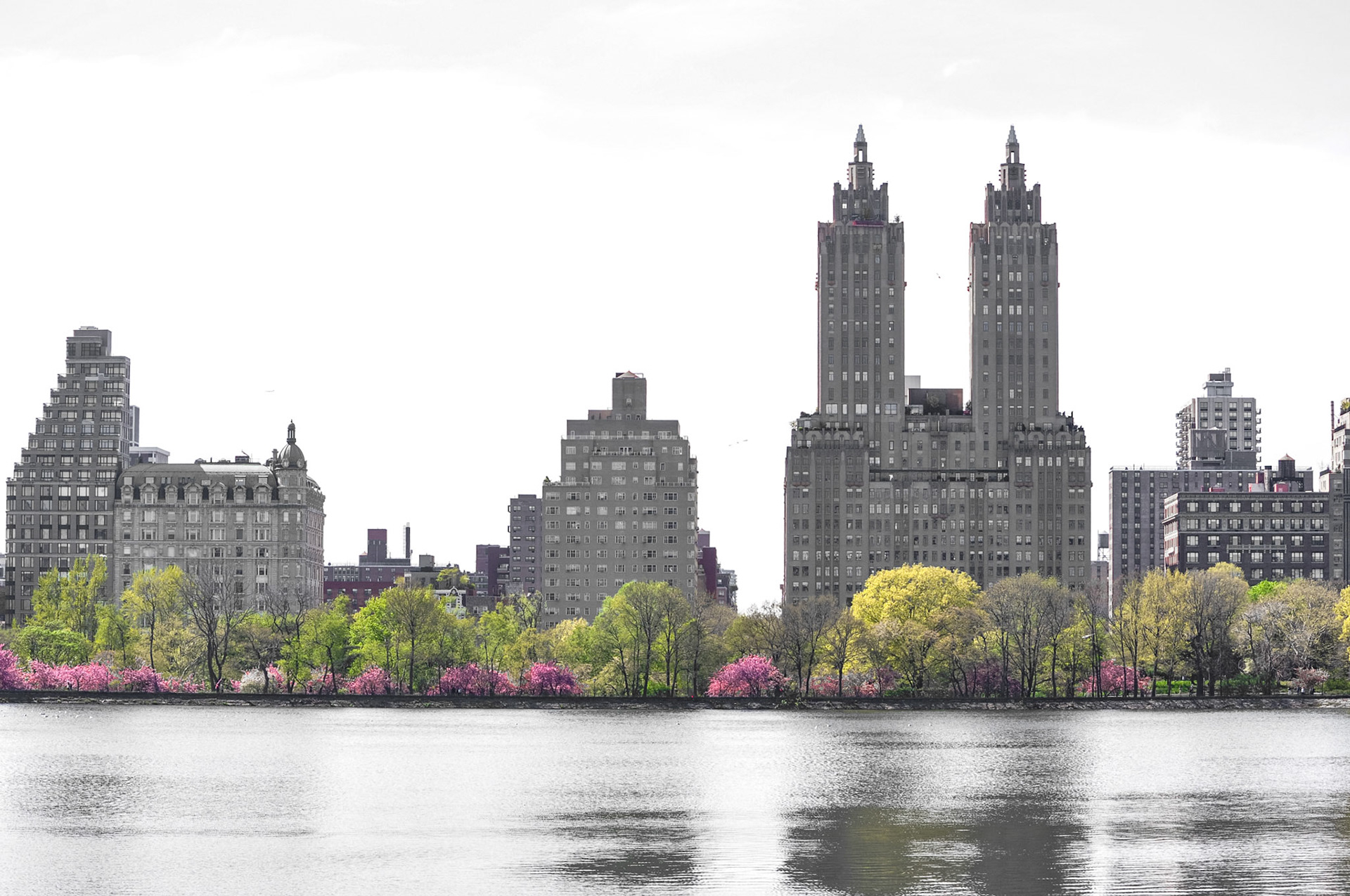 Cherry Blossoms bloom around the reservoir in Central Park.