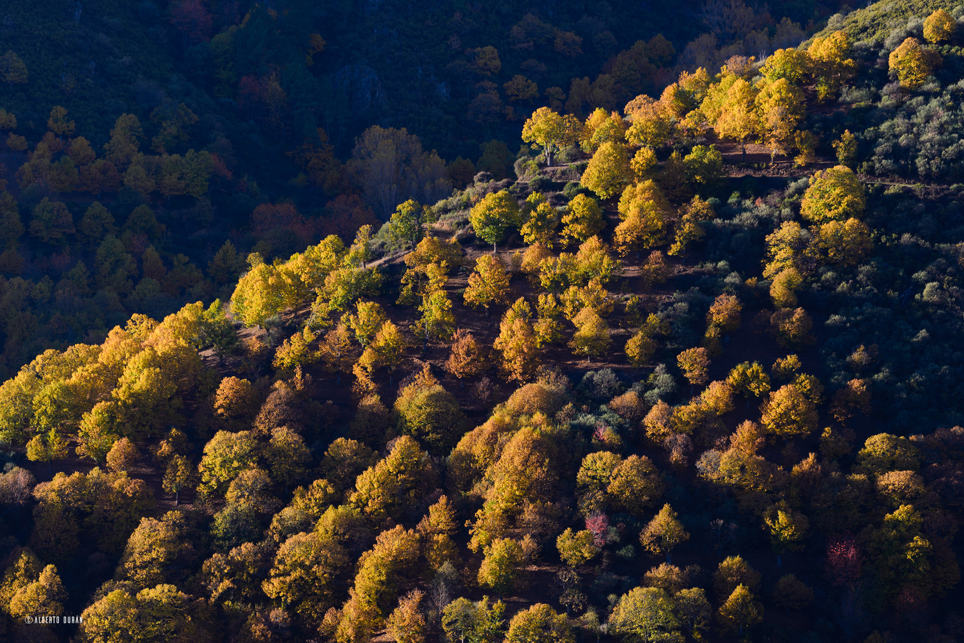 Castaños dorados otoño Galicia
