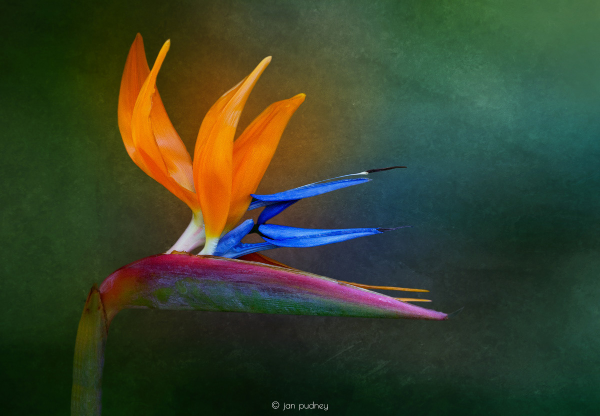 Touch of Paradise