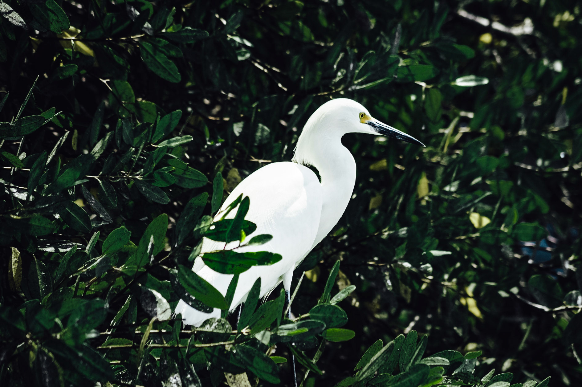 Heron over the Mangrove