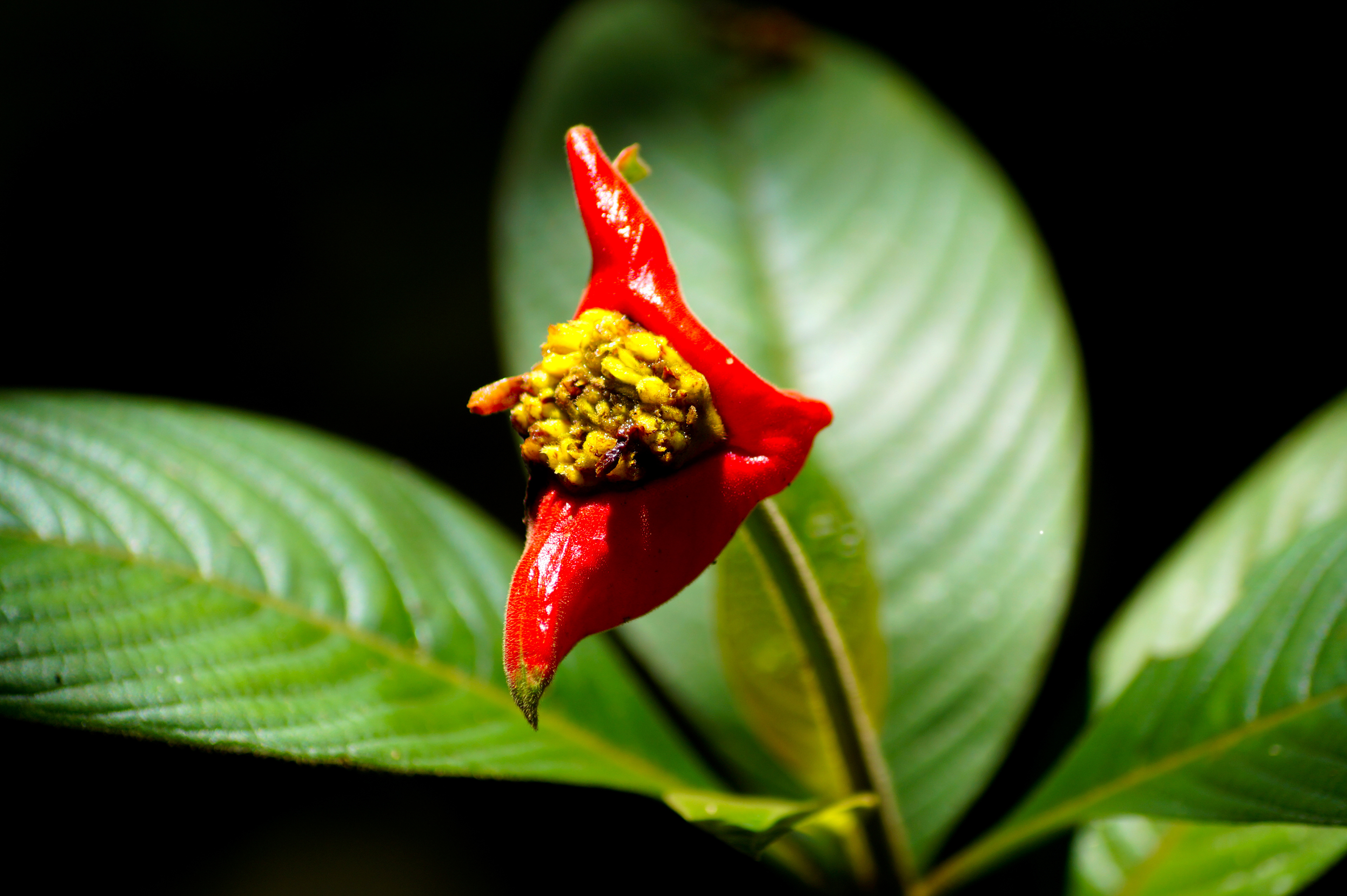 The Nature of Colombia