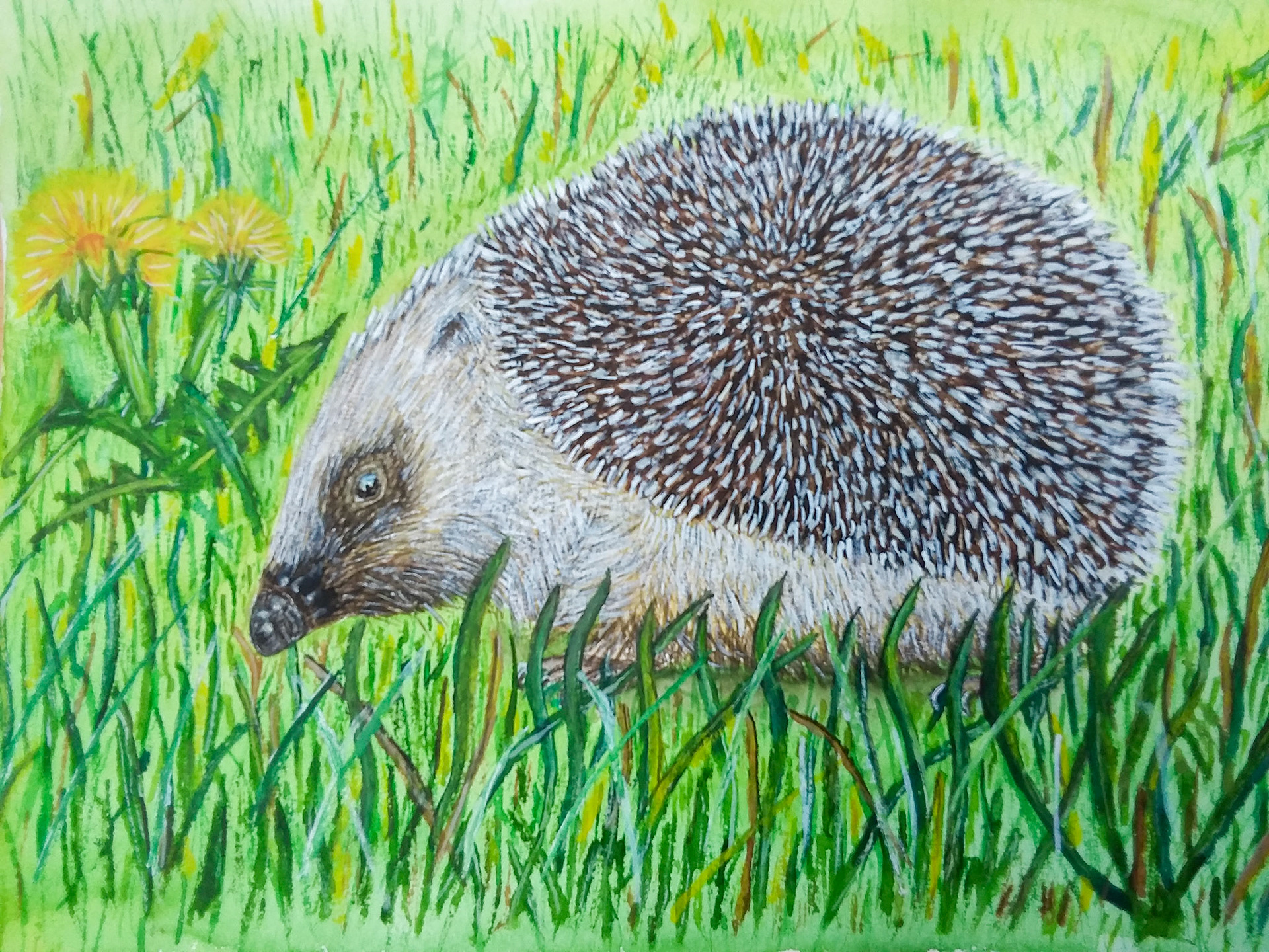 Hedgehog A4 (pic by @thedevonartist)