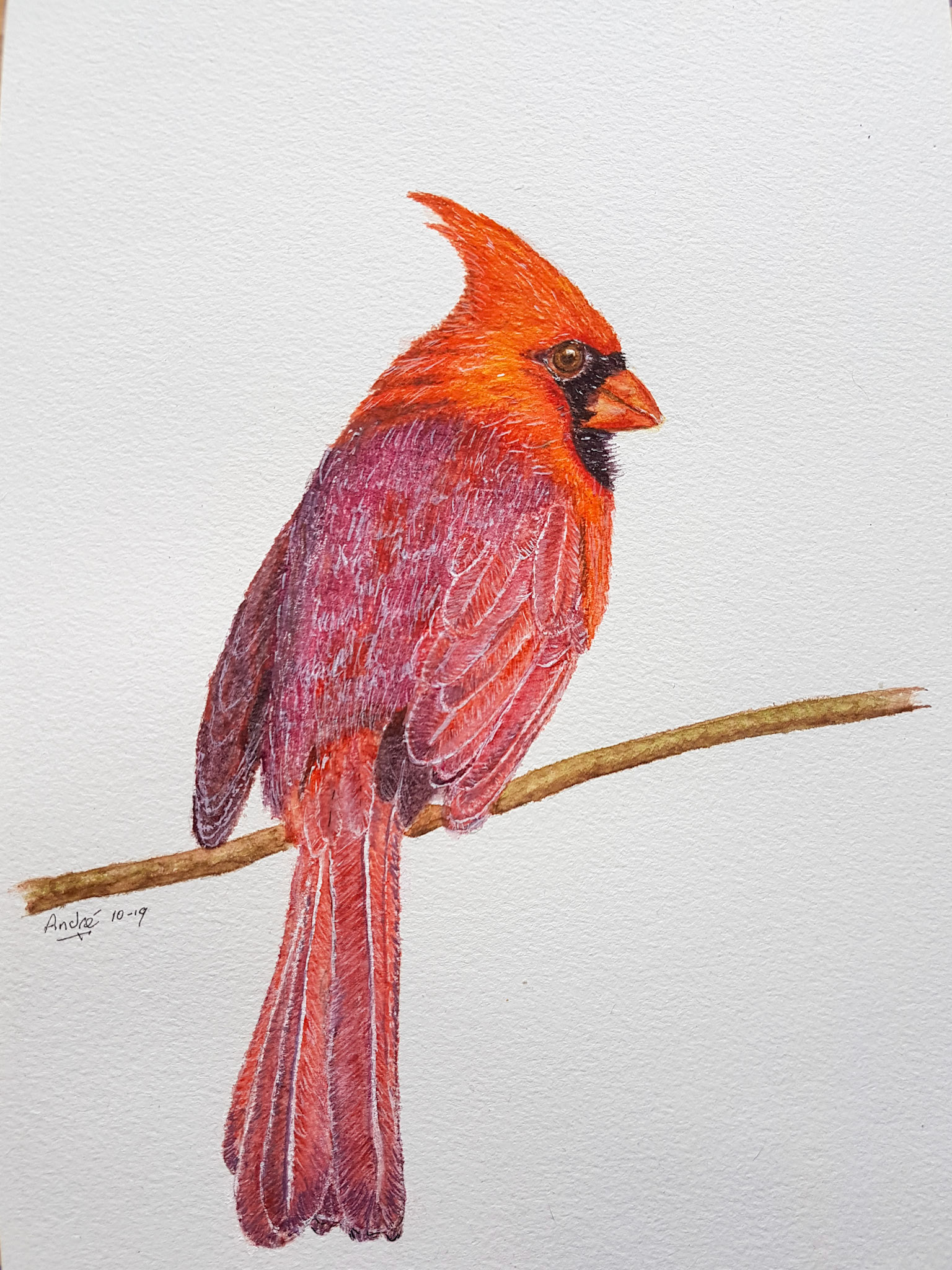 Cardinal A4 (Own pic)