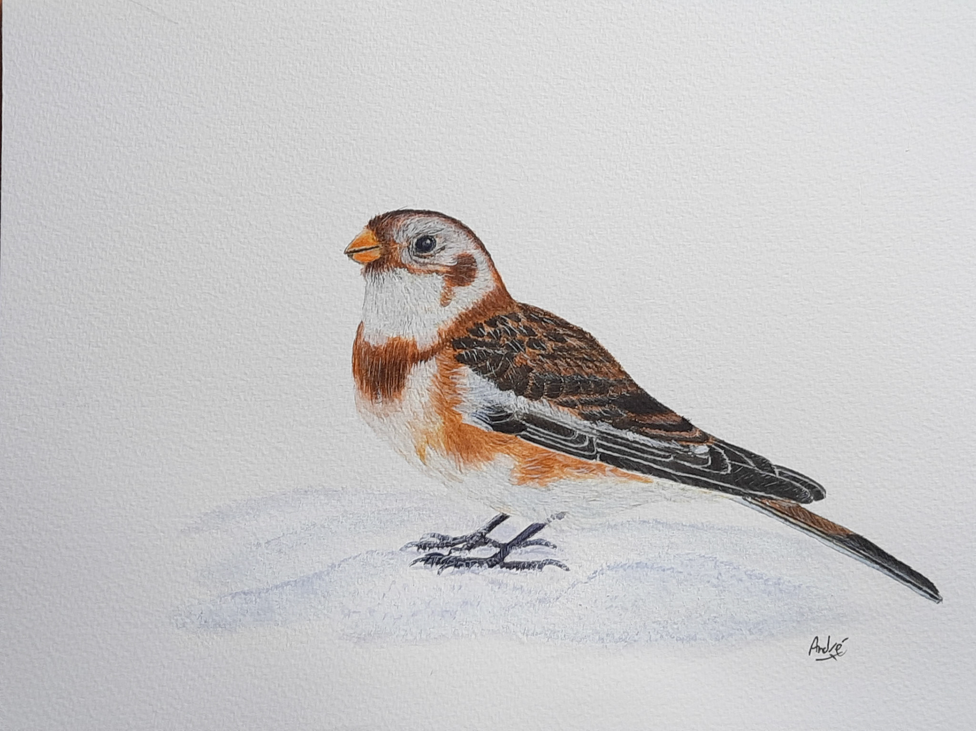 Snow Bunting