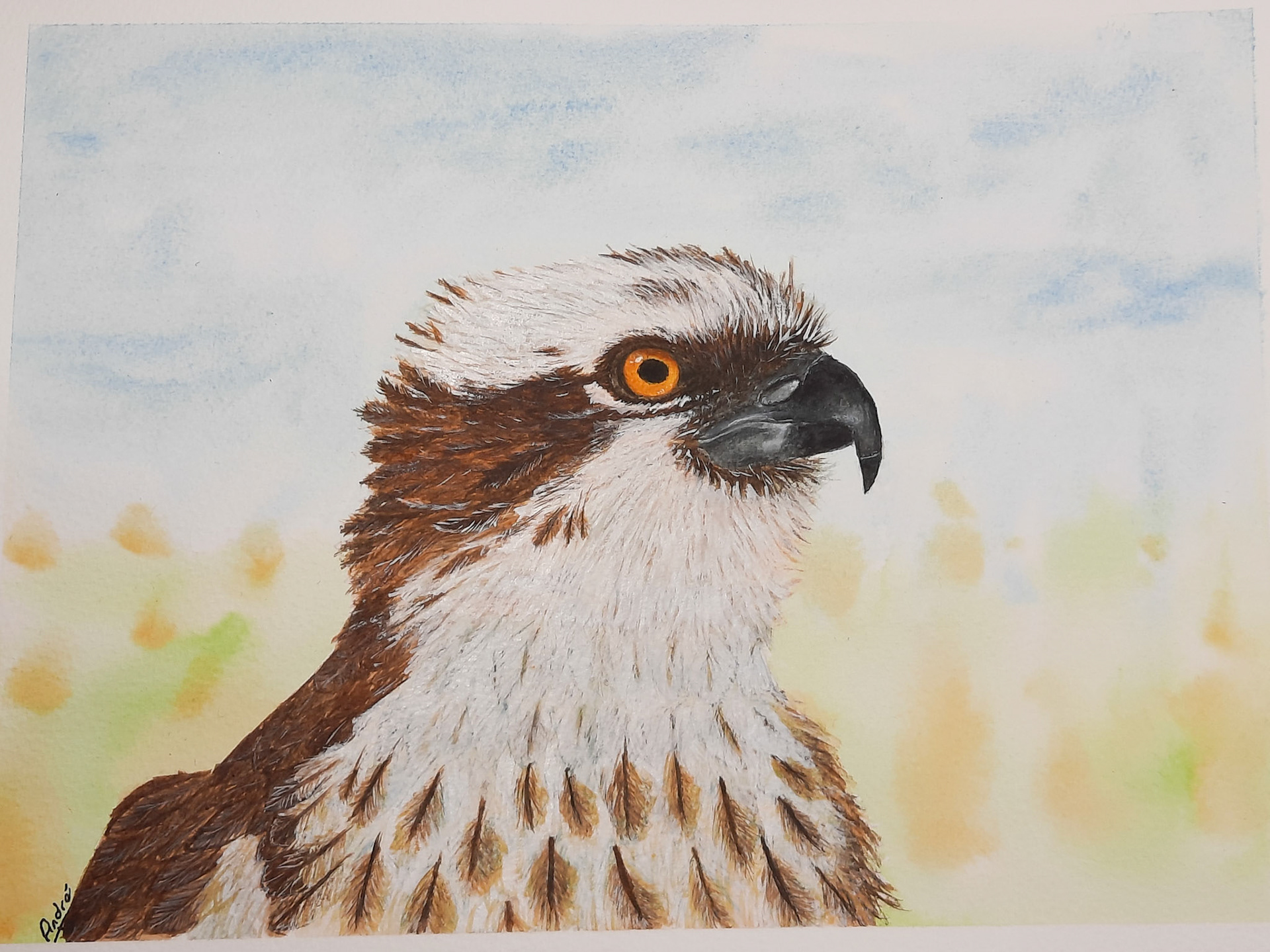 Osprey