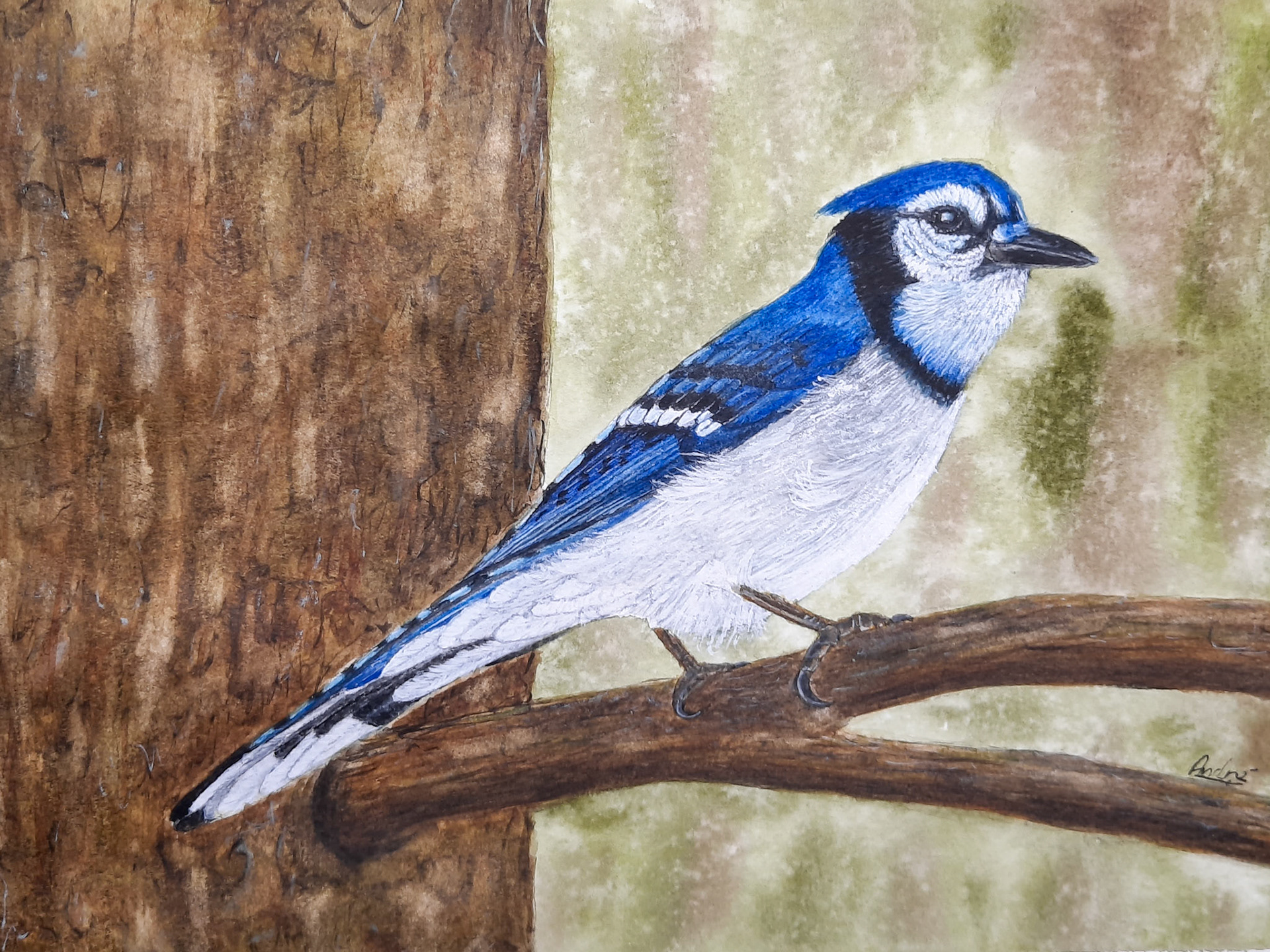Bluejay A4 (form a photo by Eric Le Bel))