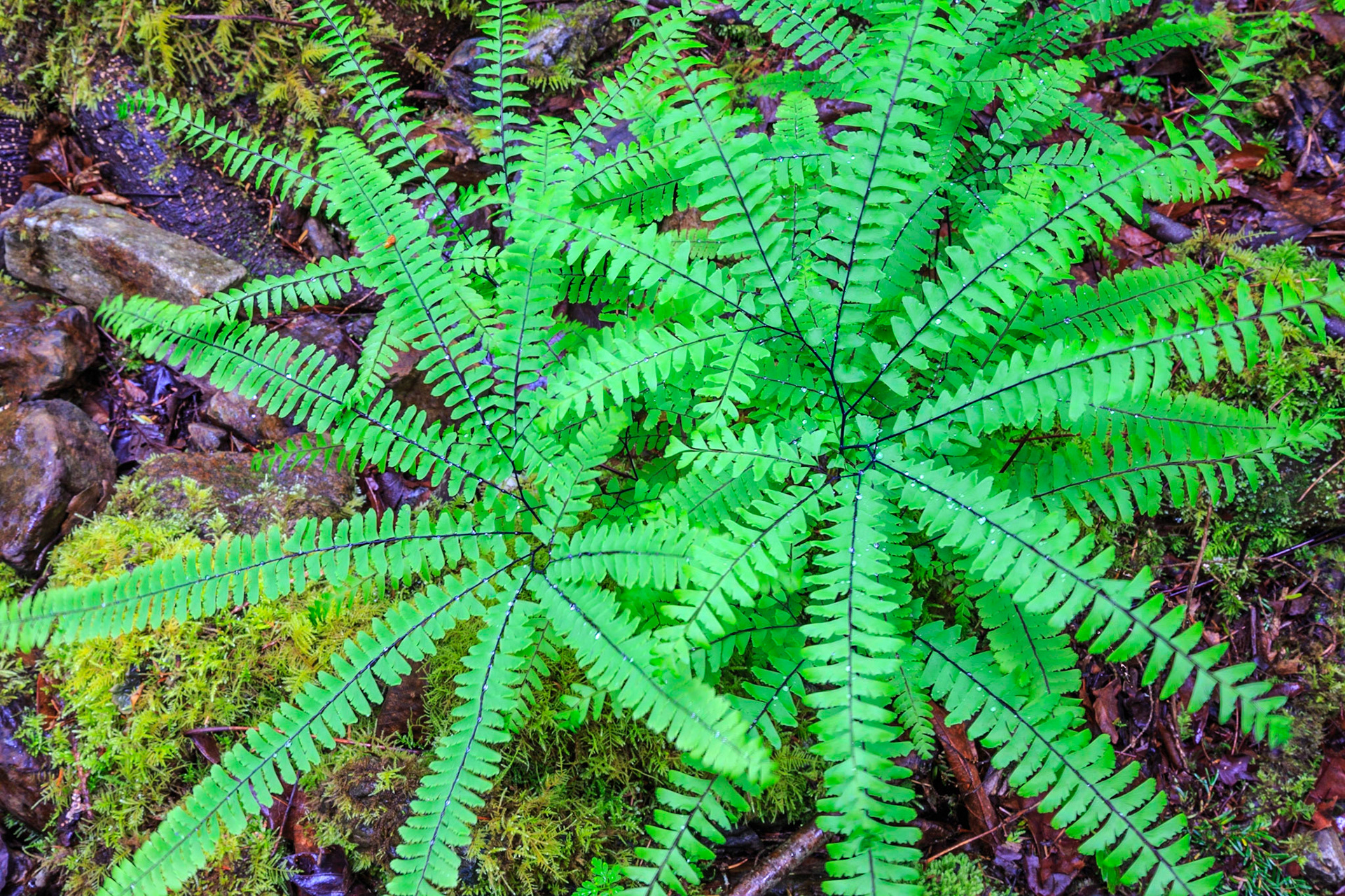 The beauty of nature is a pleasure to behold. Viewing the splendor of nature is always a relaxing and rejuvenating experience. Adding a print of this gorgeous nature photo to your home or commercial space will be such a wonderful way to enhance the appeal of a home or office interior. The right print has the power to change the mood of a room in an instant. When you choose an archival canvas or archival photo paper print of this striking photograph, you’ll love the way that your new print makes you feel. The vibrant beauty of healthy green ferns and contrasting purple foliage will enchant you. This photograph was taken by Toby Malek, who studied Media Arts in Vienna, Austria. Toby is also a painter and he uses his talent and educational background in the fine arts to take photographs which intrigue and dazzle. He understands how to capture nature’s patterns, tones and forms in inventive and pleasing ways. When you select this print today, you will love its ultra-HD resolution, as well as its elegant composition. To order, select your preferred material and size. We’ll take care of the rest. We know that you’ll be impressed by the superb quality of this print, whether you want it on archival canvas or photo paper. Display this print on its own or combine it with other art for a gallery effect.