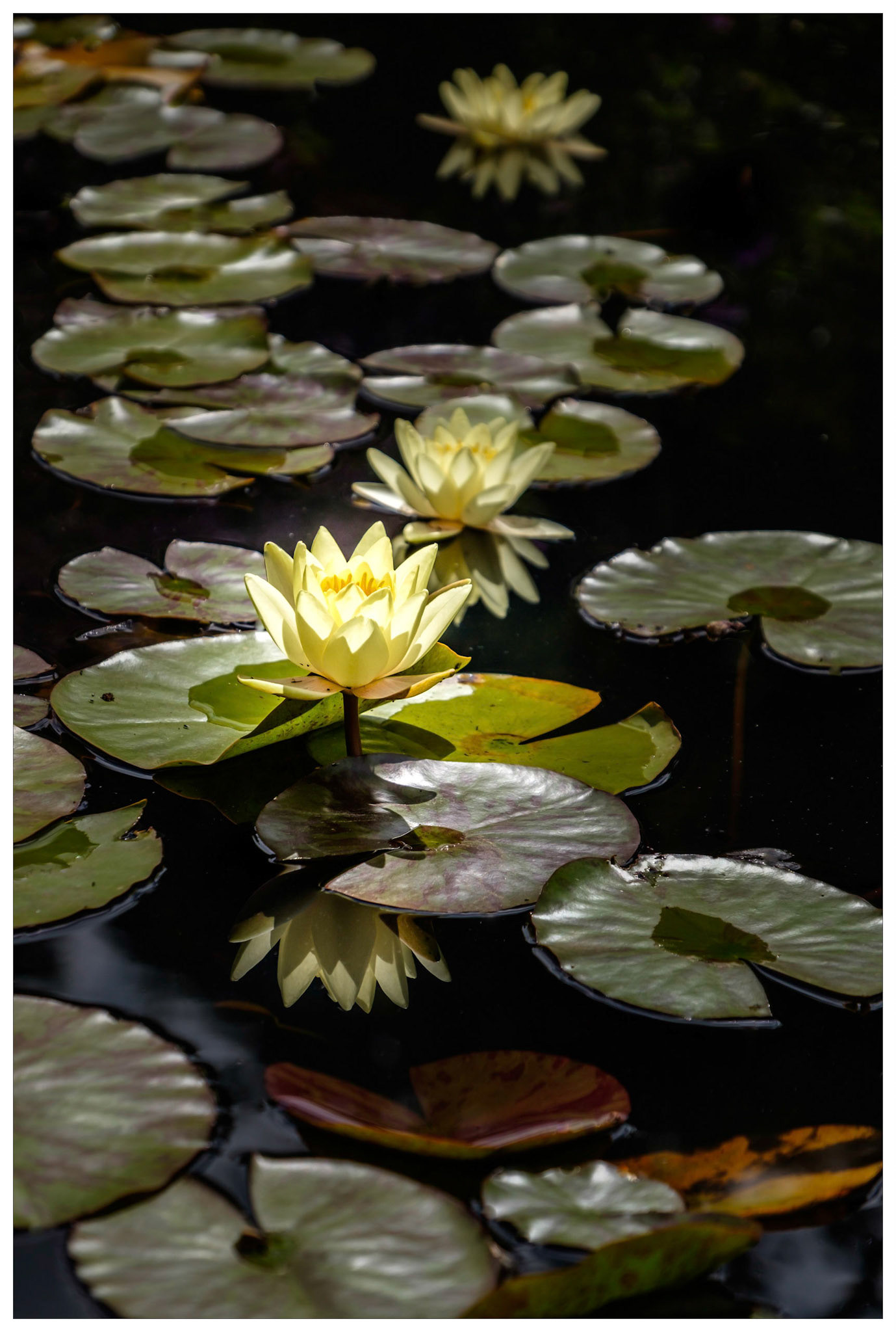 Lilly Reflection