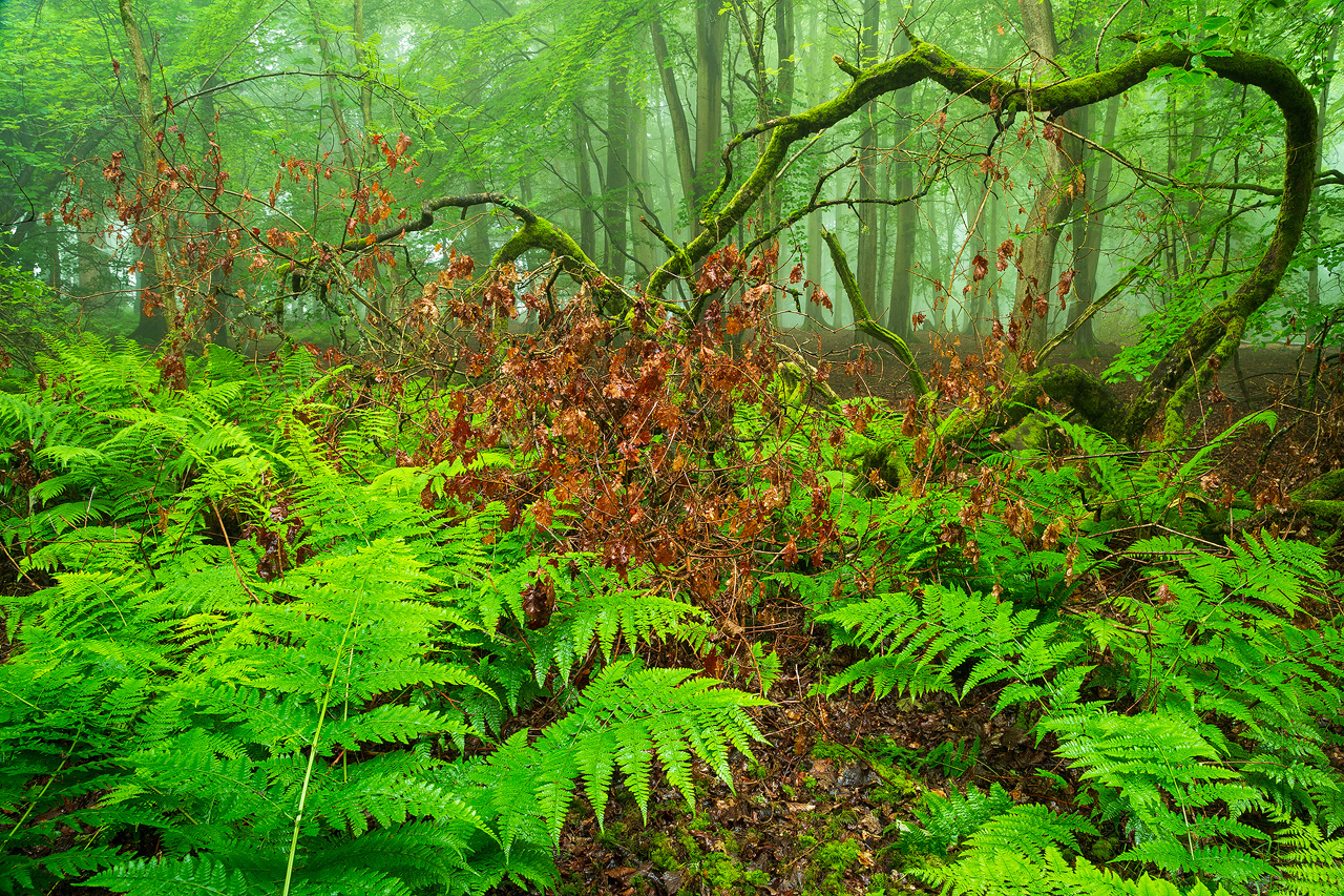 Summer Mist, Backmuir Wood, Angus