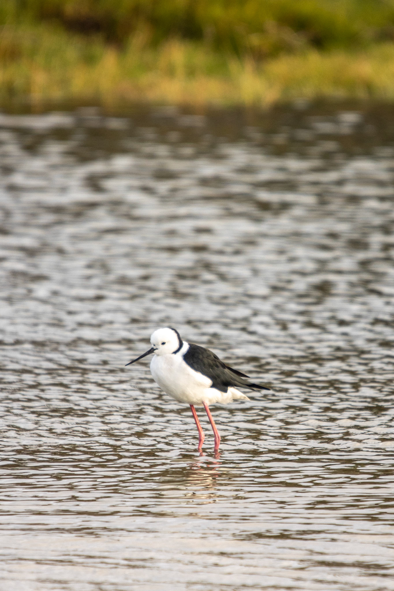 himantopus leucocephalus