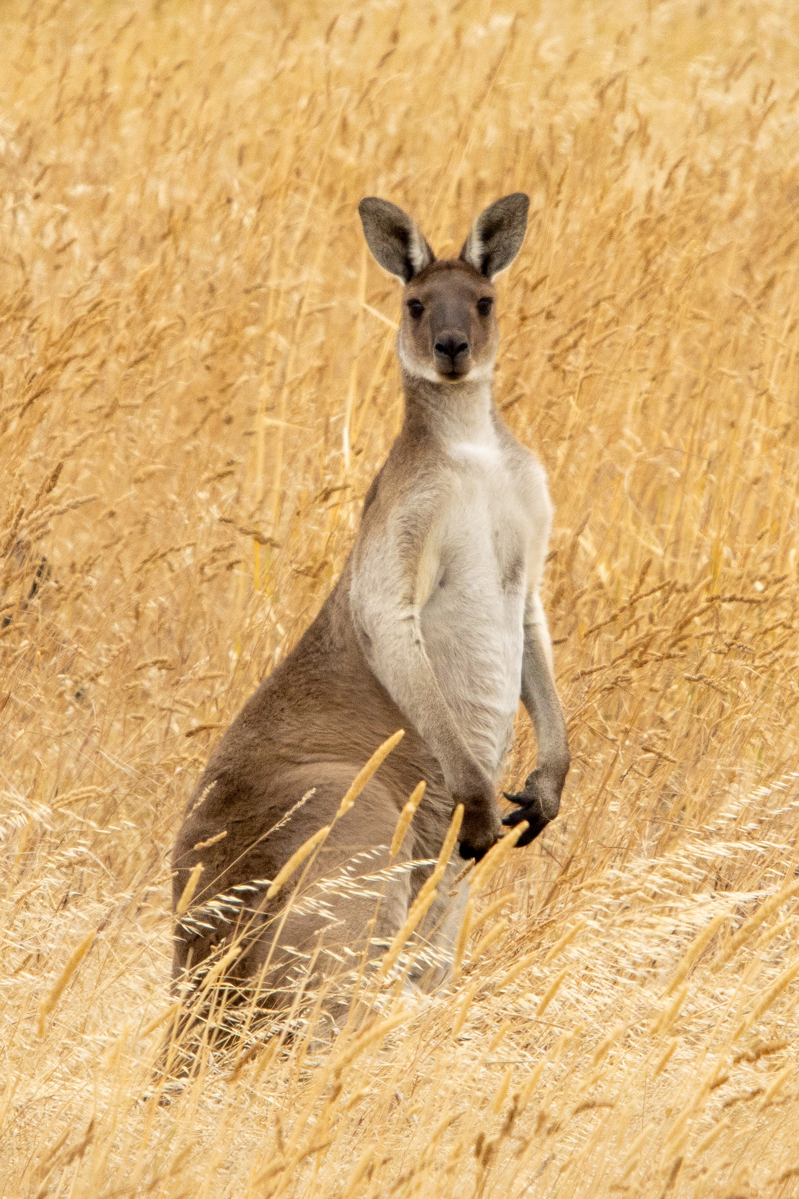 macropus giganteus