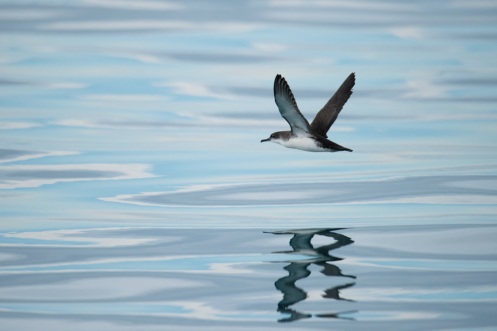 Yelkouan Shearwater - Puffin de Méditerranée