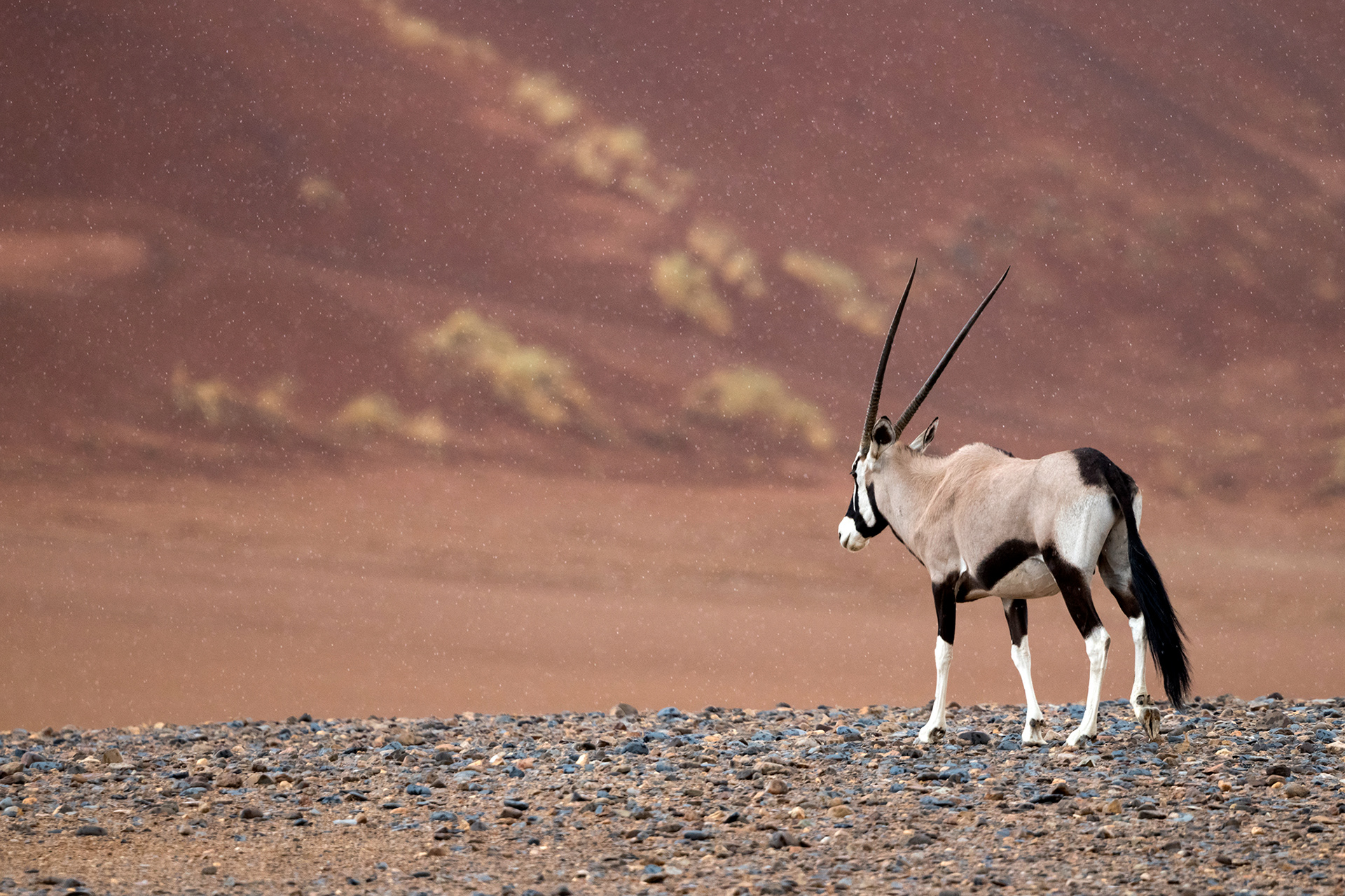 Gemsbok and rain - Oryx et pluie