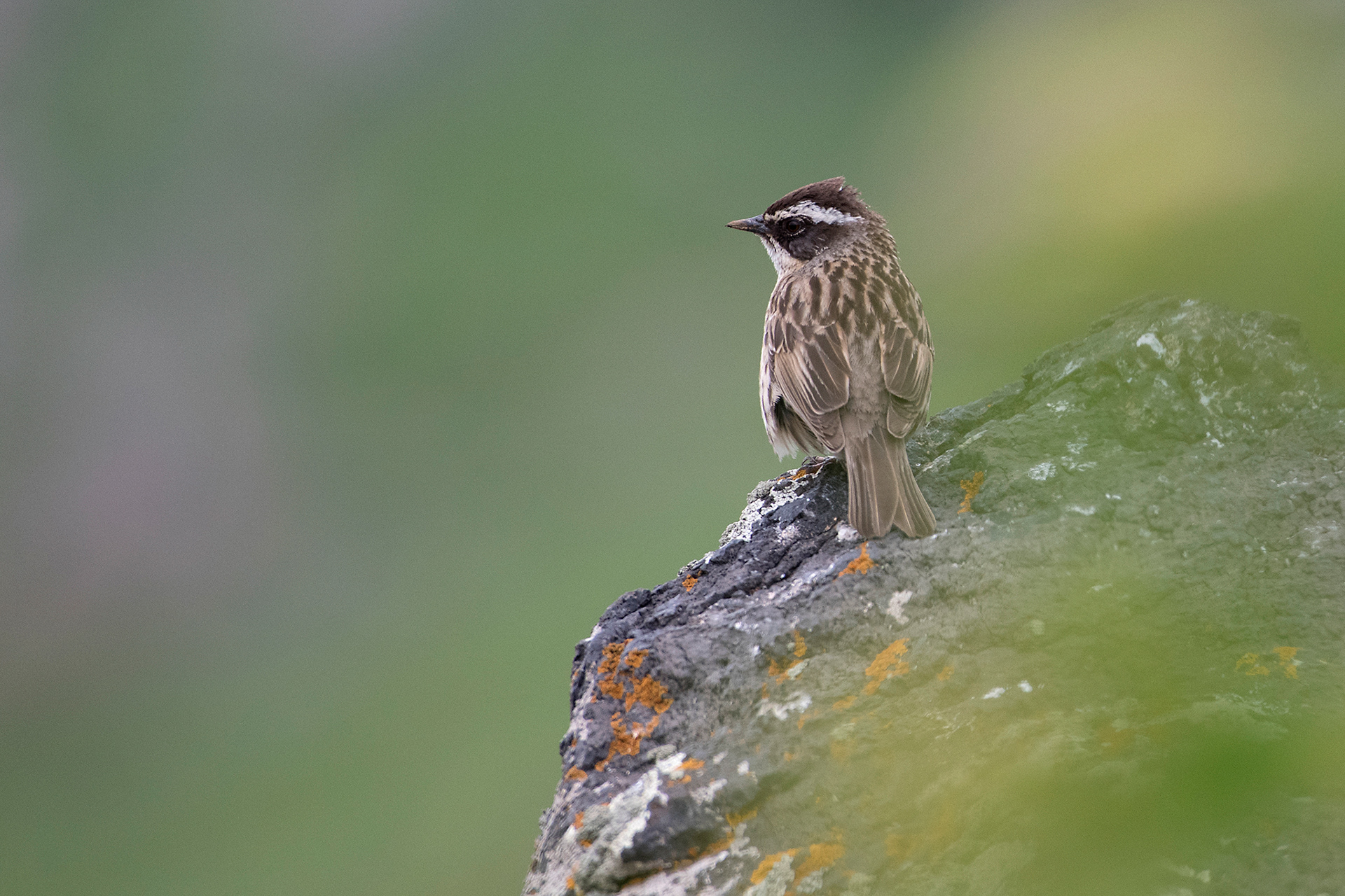 Raddei accentor - Accenteur de Radde