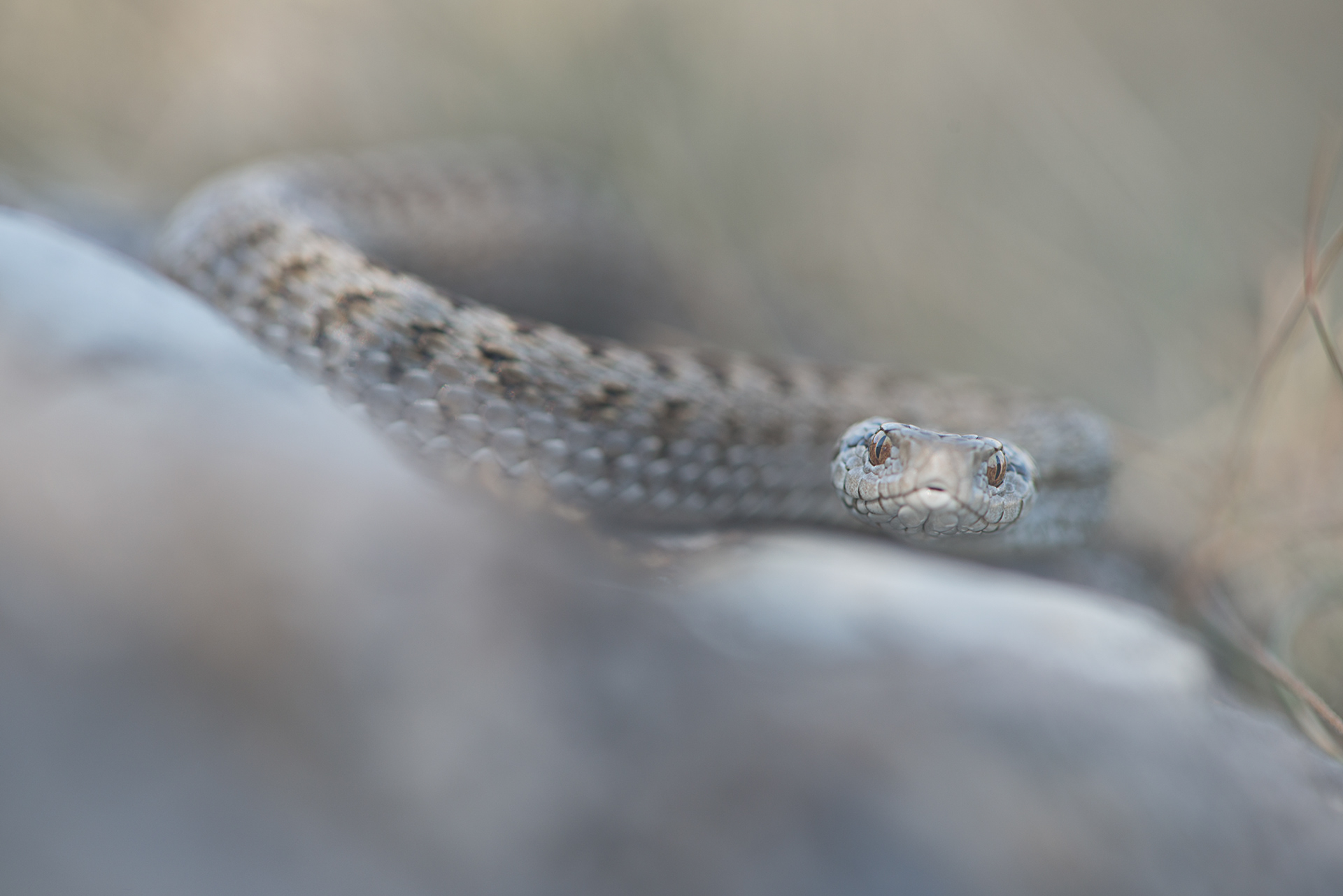 Vipera ursinii