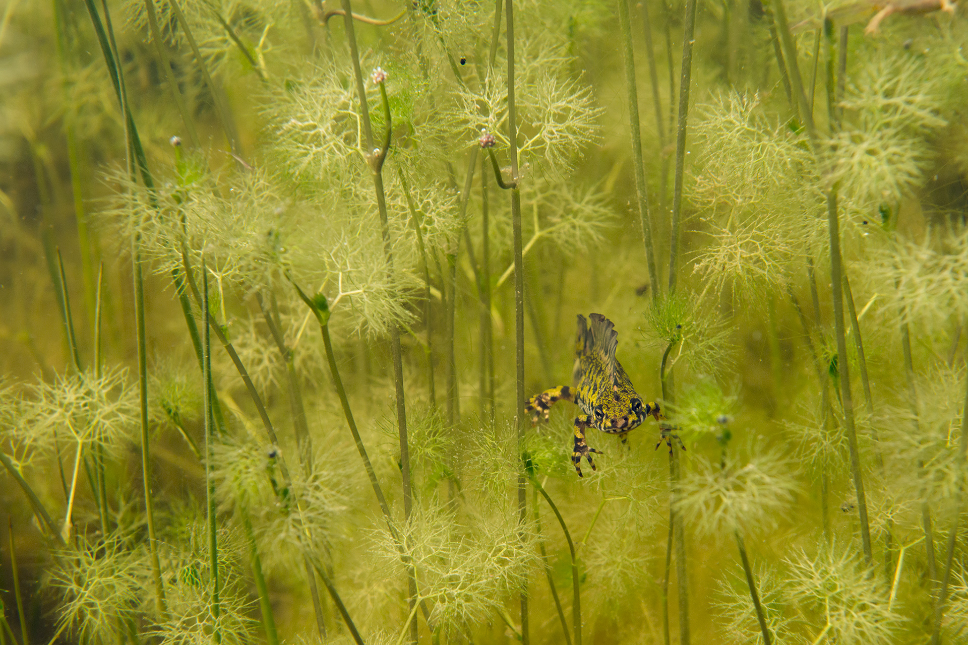 Triturus marmoratus - Triton marbré