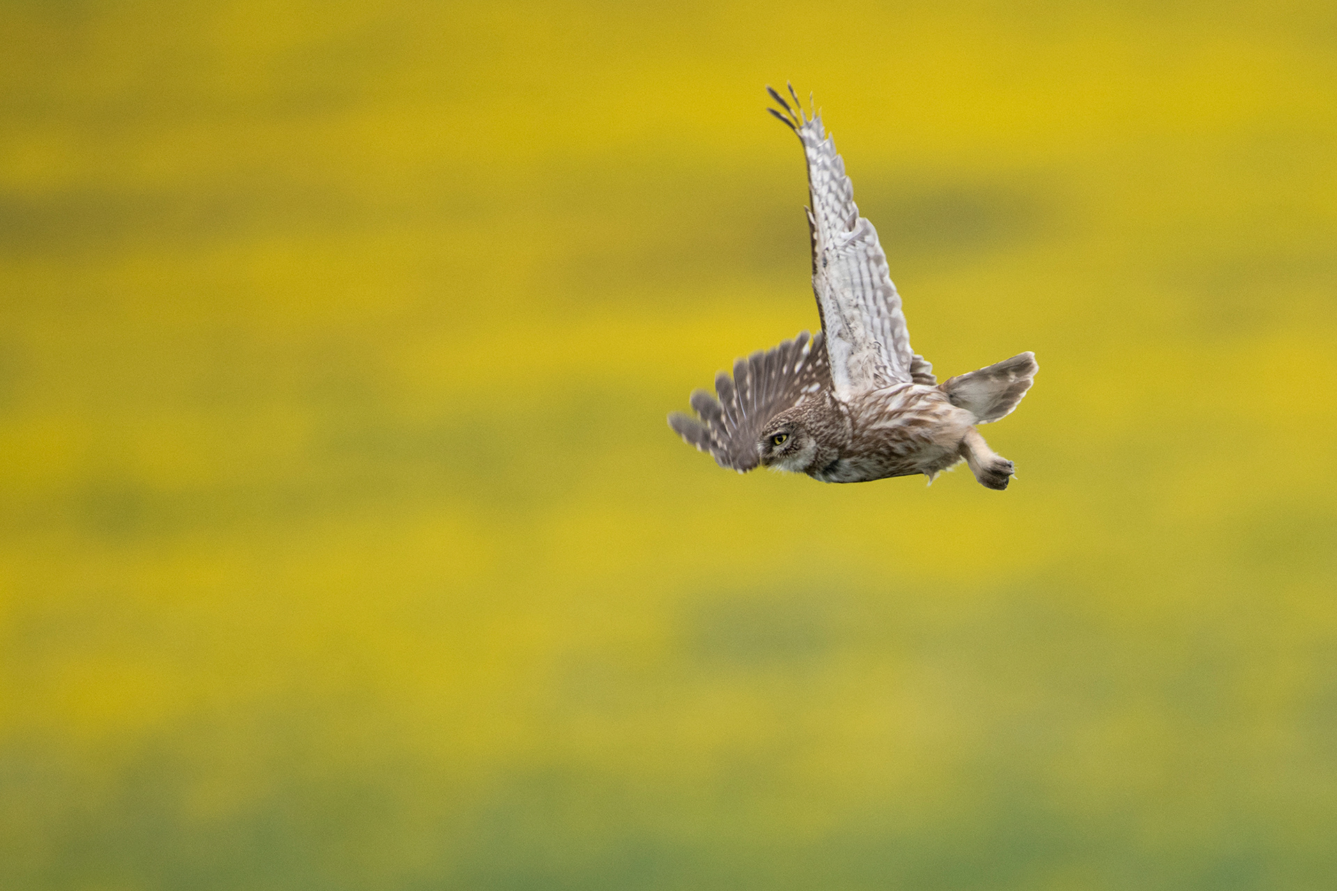 Little Owl - Chevêche d'Athéna