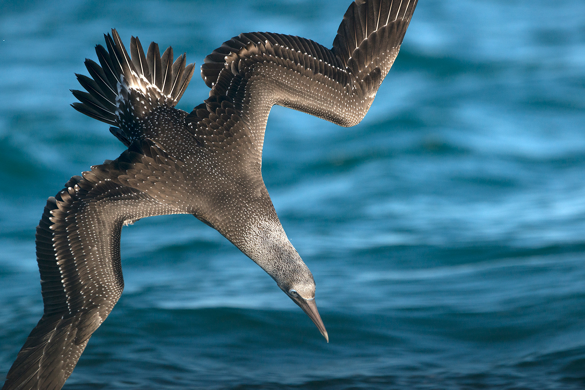European Gannet - Fou de Bassan