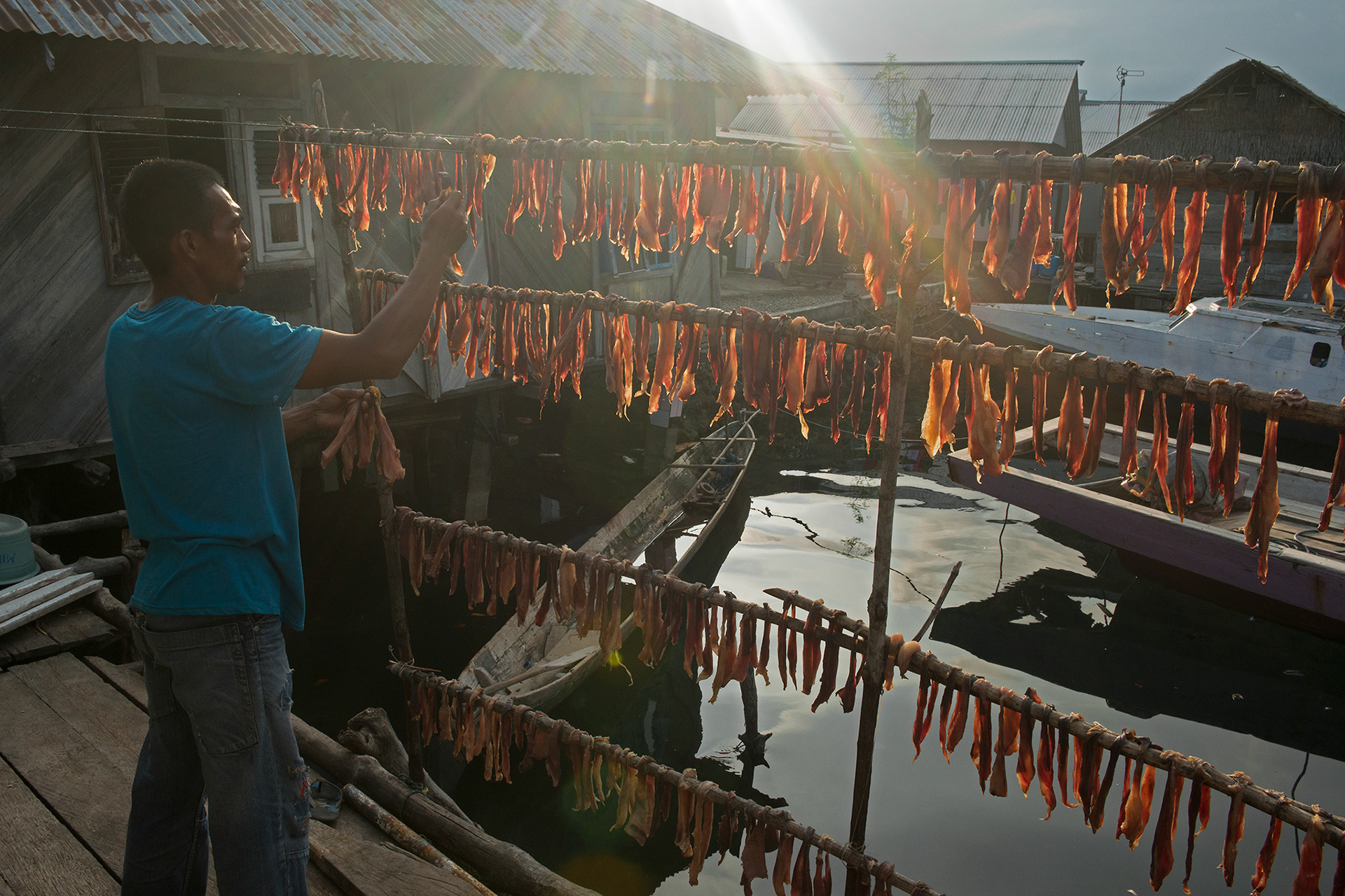 Drying Stingray flesh